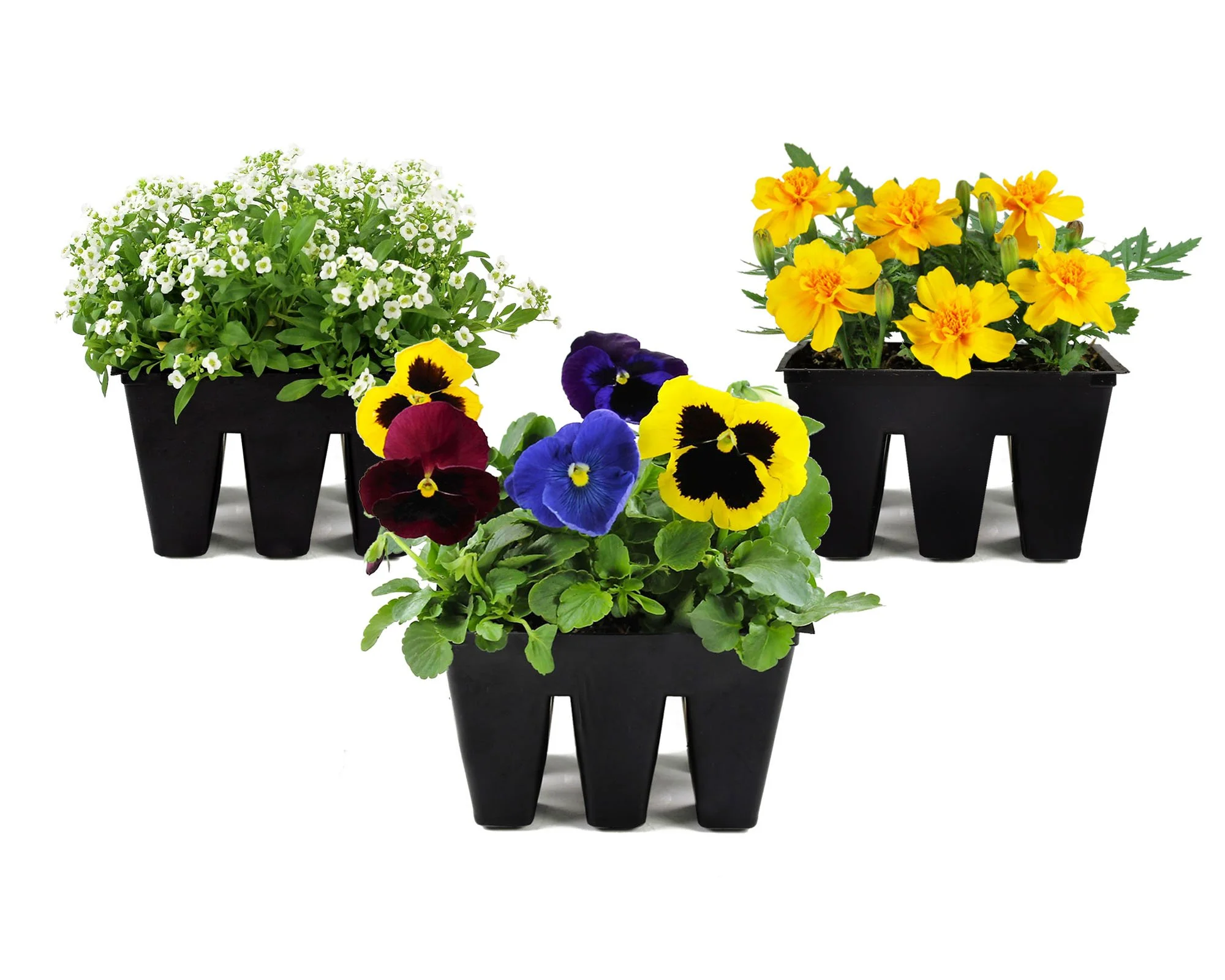 Pansy, Marigold, Alysum.jpg