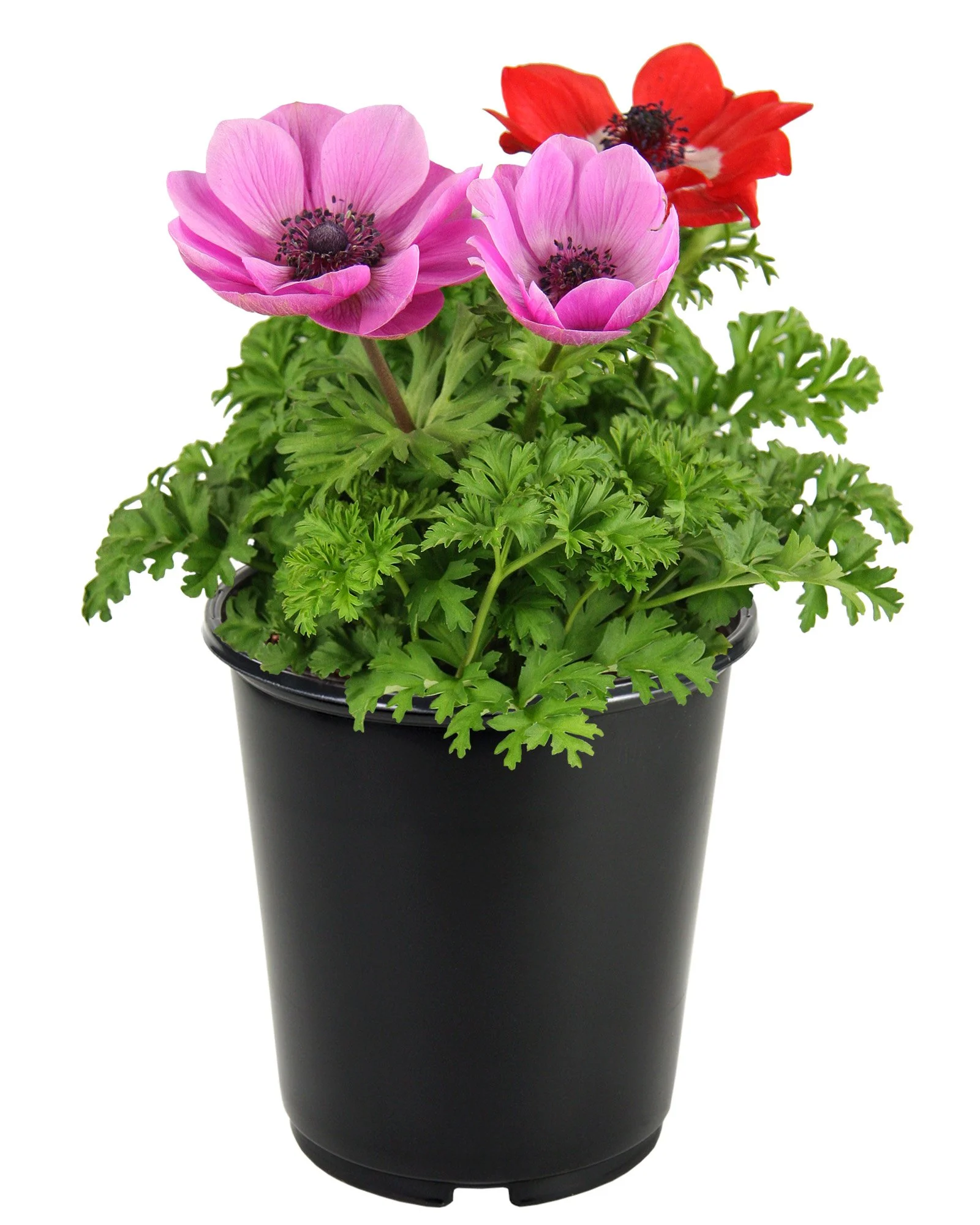 1G_Specialty_Anemone_Mix_Pink_Red.jpg