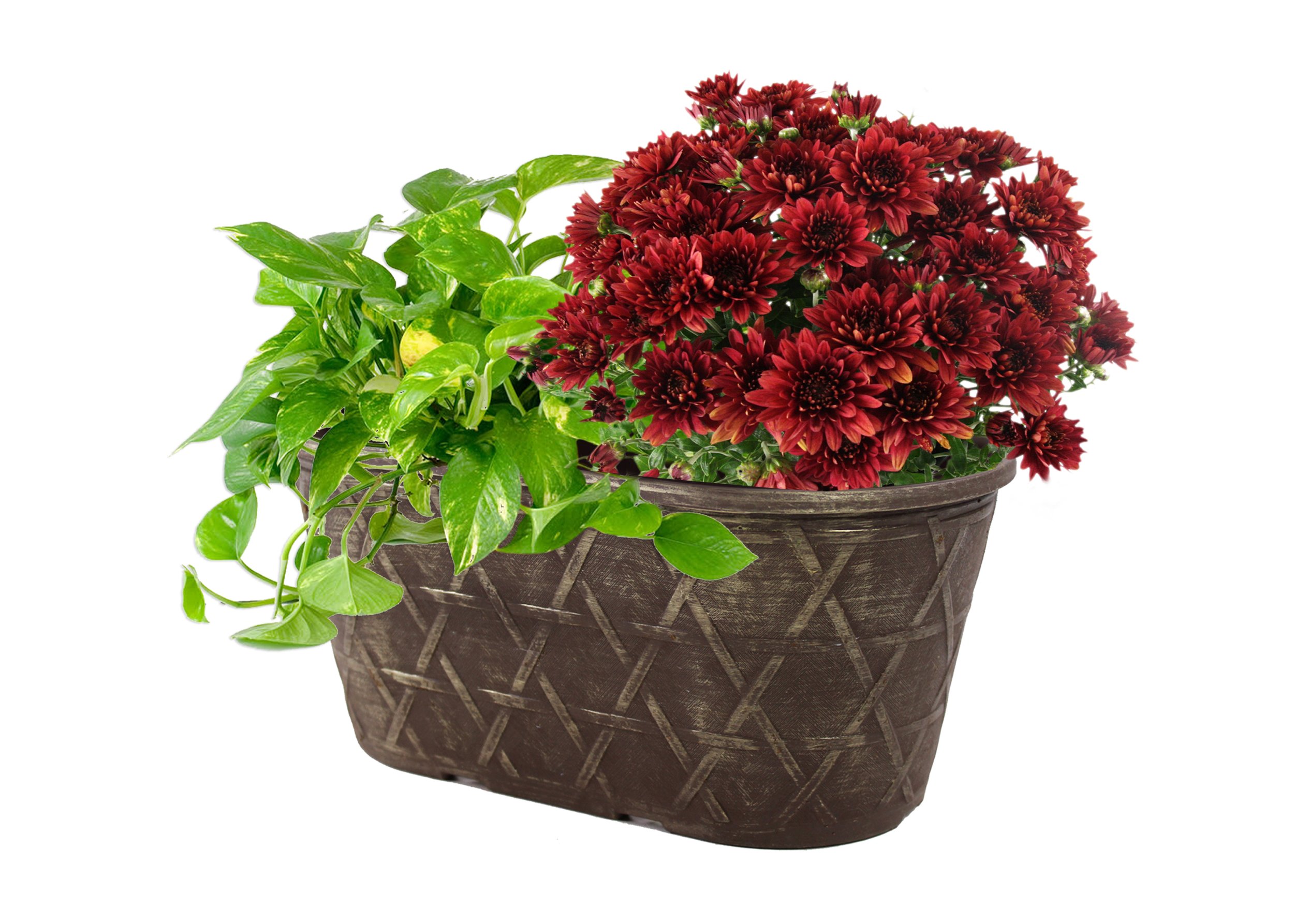 ALDI Pot_Mums_Pothos.jpg