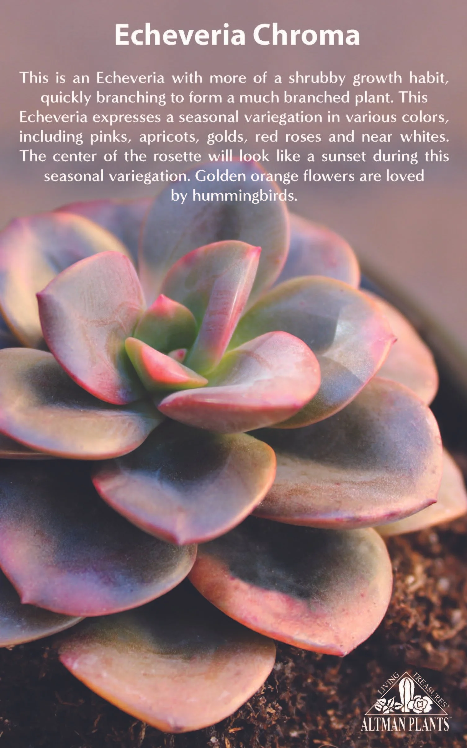 Bench Card- Echeveria Chroma-5x8.jpg