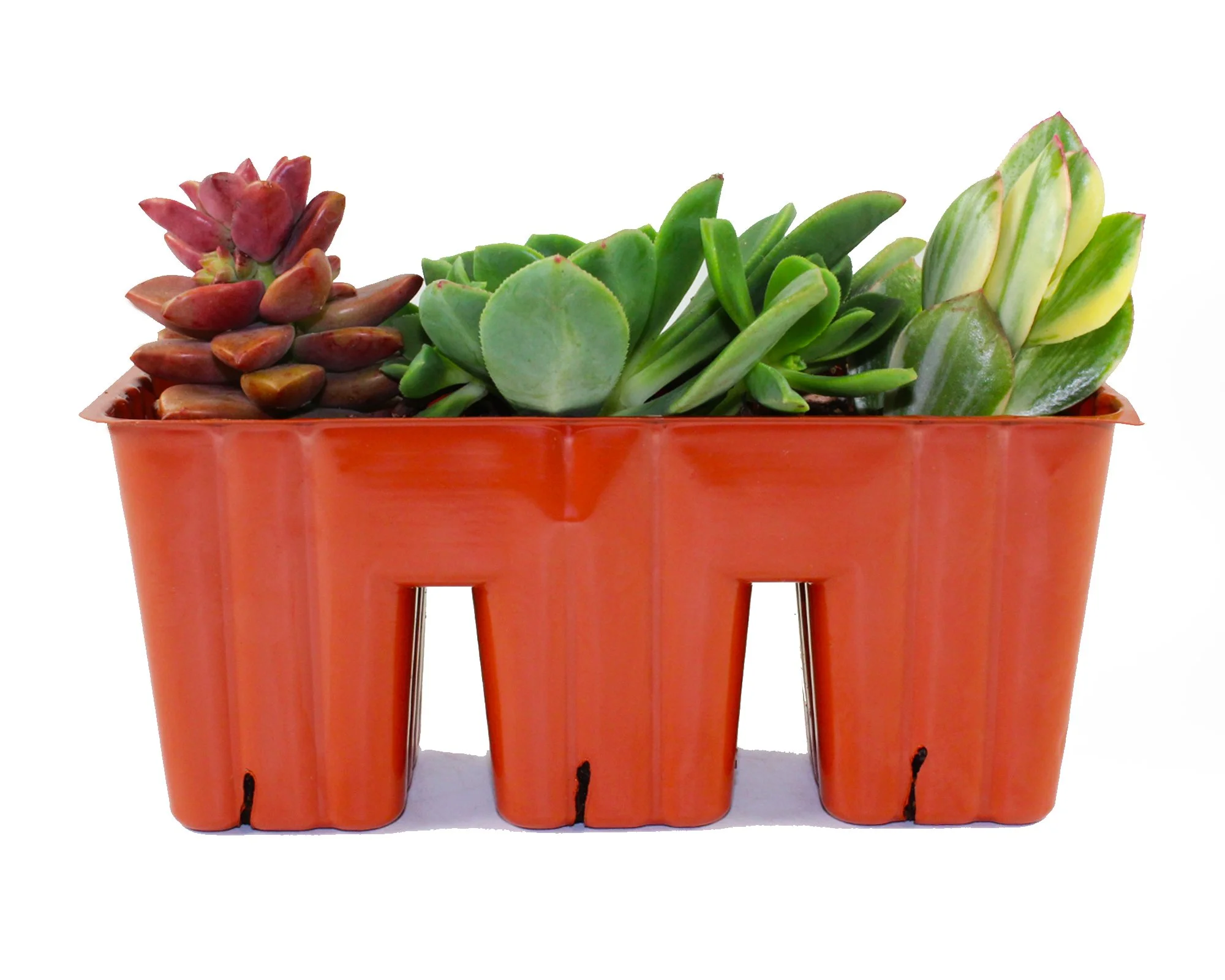 1003_Tray_Succulent_Aeonnium_Individual_Front Profile View.jpg