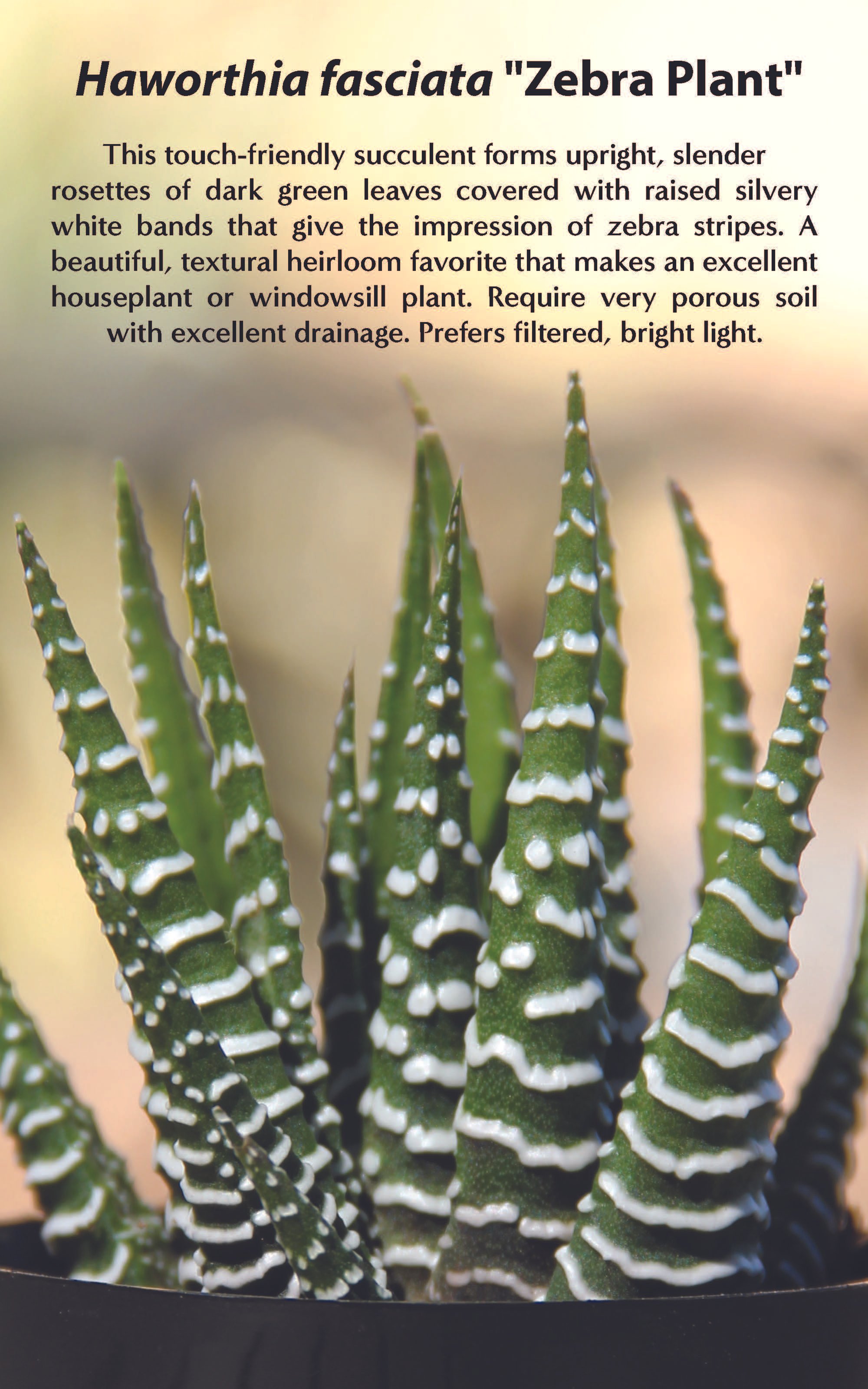 Bench Card-Haworthia fasciata Zebra Plant-5x8.jpg