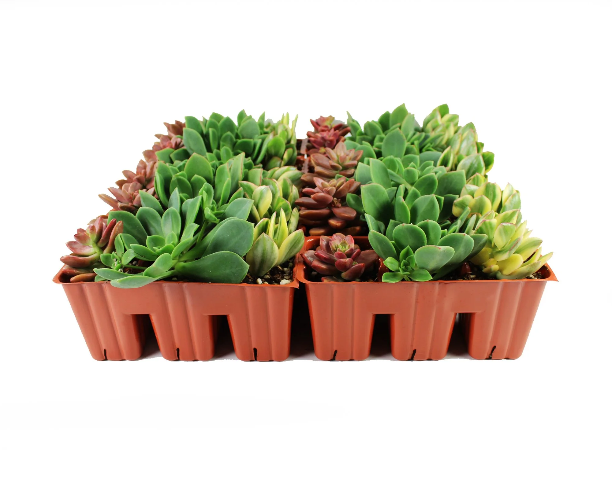 1003_Tray_Succulent_Aeonnium_Full Tray_Front.jpg