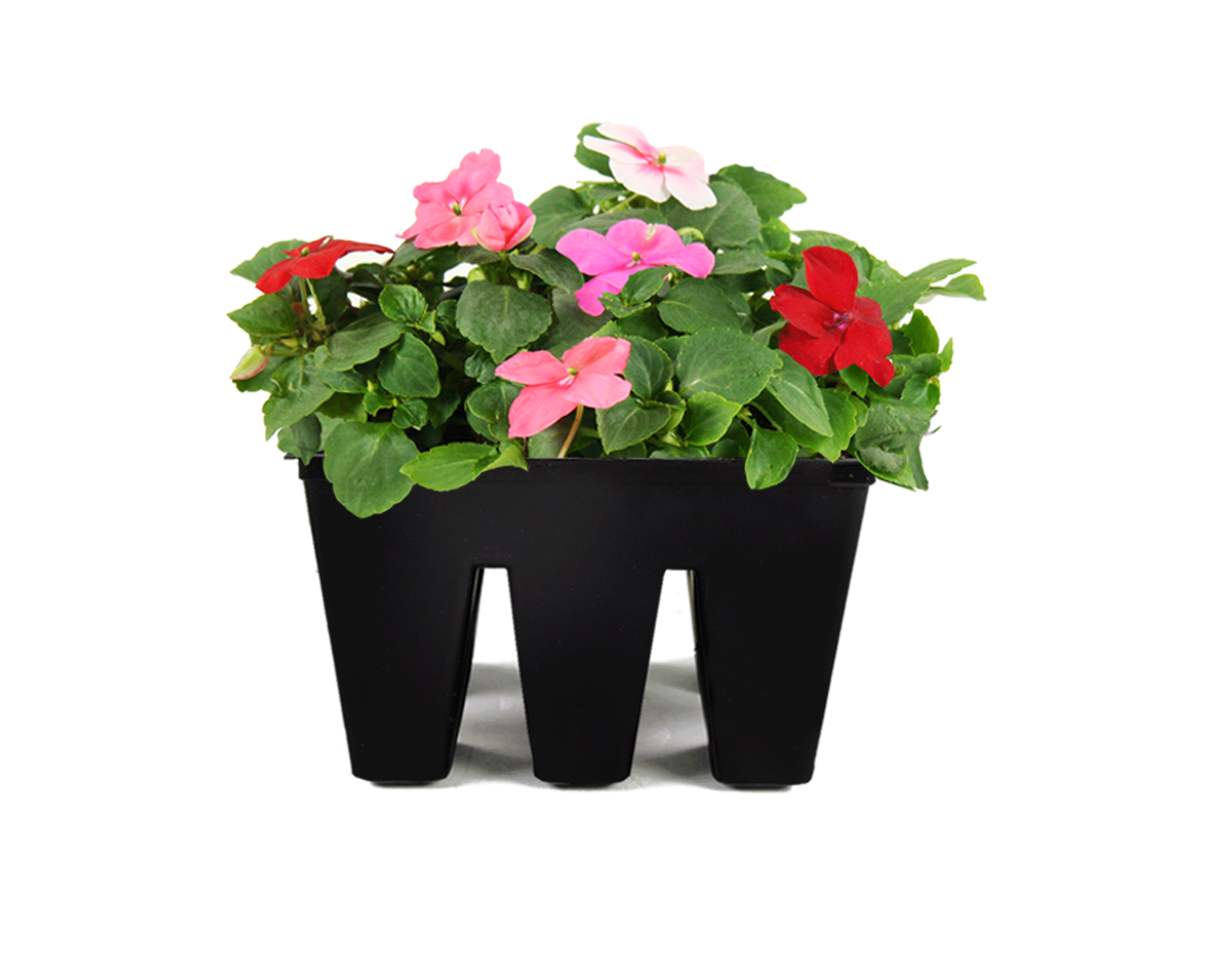 Impatiens_906-Tray.gif