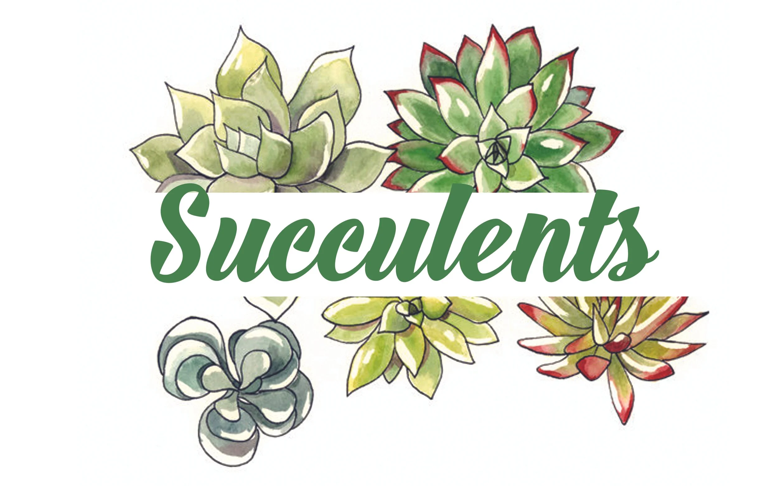 Succulents4-LR.jpg