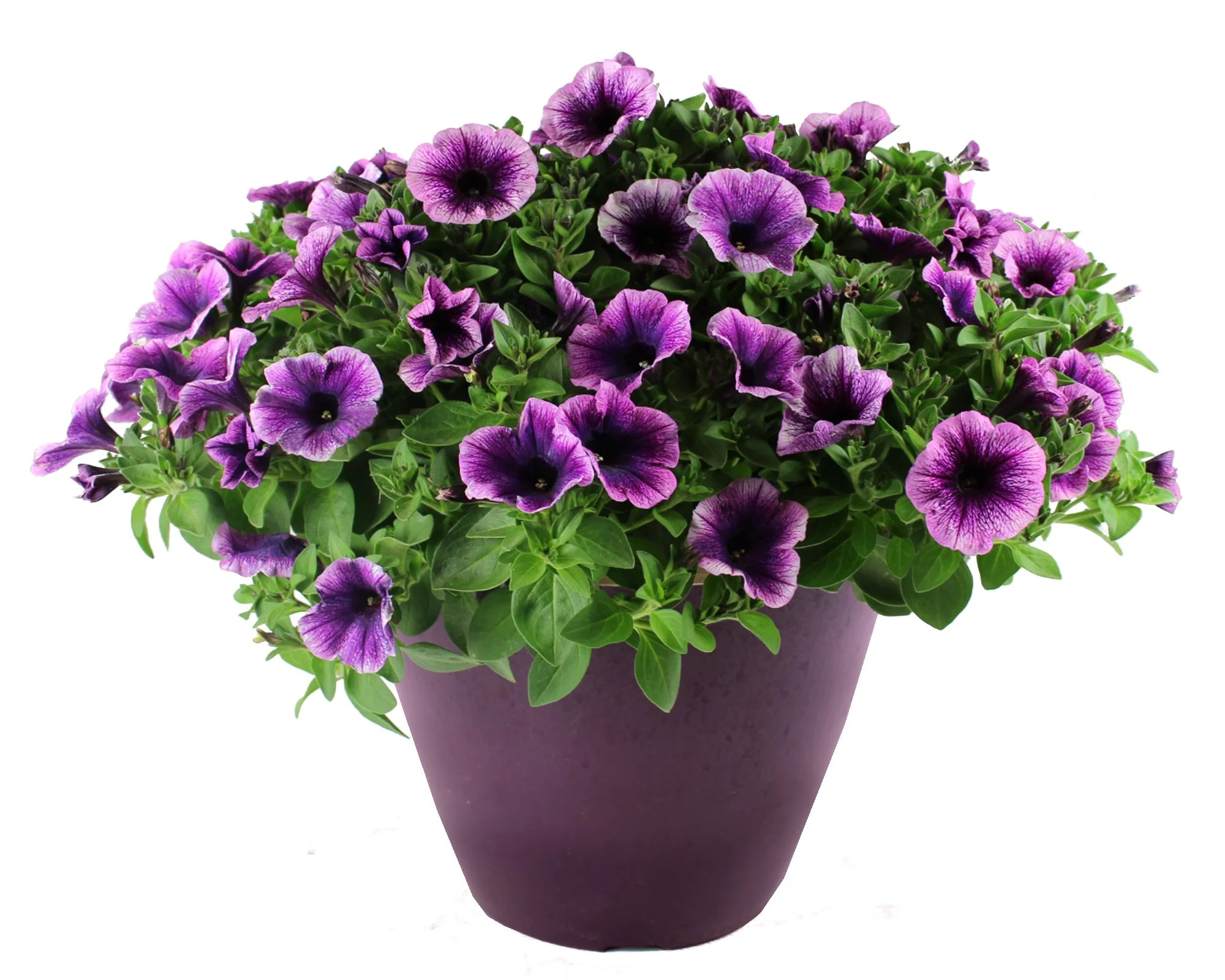 Lowes_3G_Combo_Calibrachoa_Alyssum_Lobelia.jpg