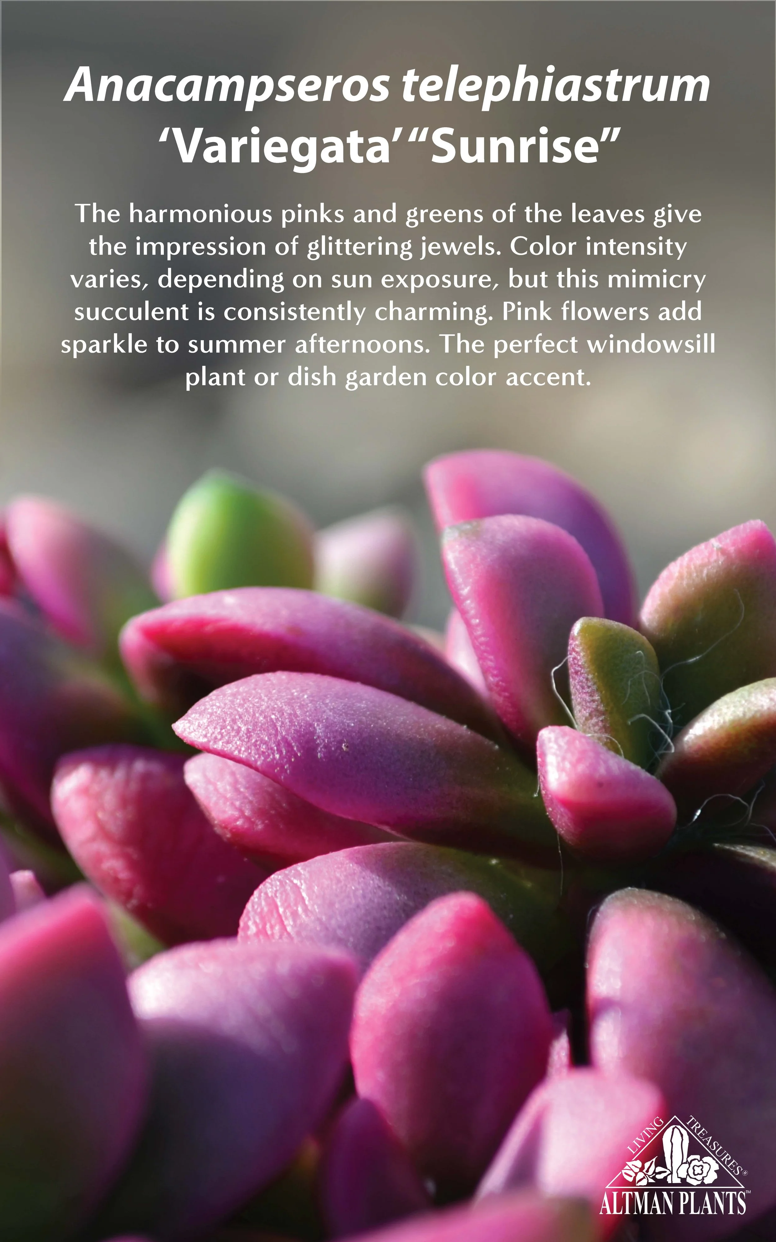 Bench Card-Anacampseros telephiastrum “Sunrise”-5x8.jpg