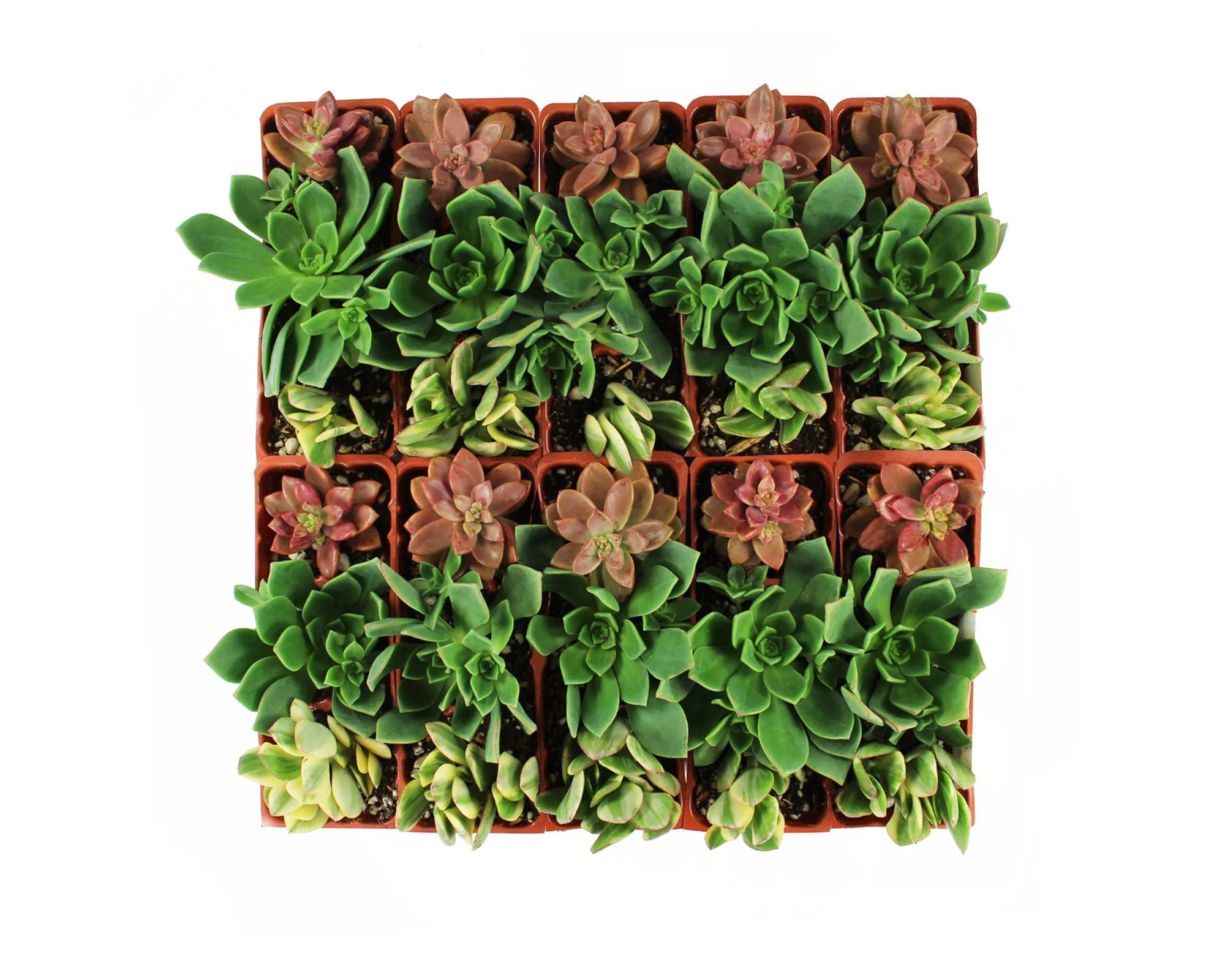 1003_Tray_Succulent_Aeonnium_Top Shot.jpg