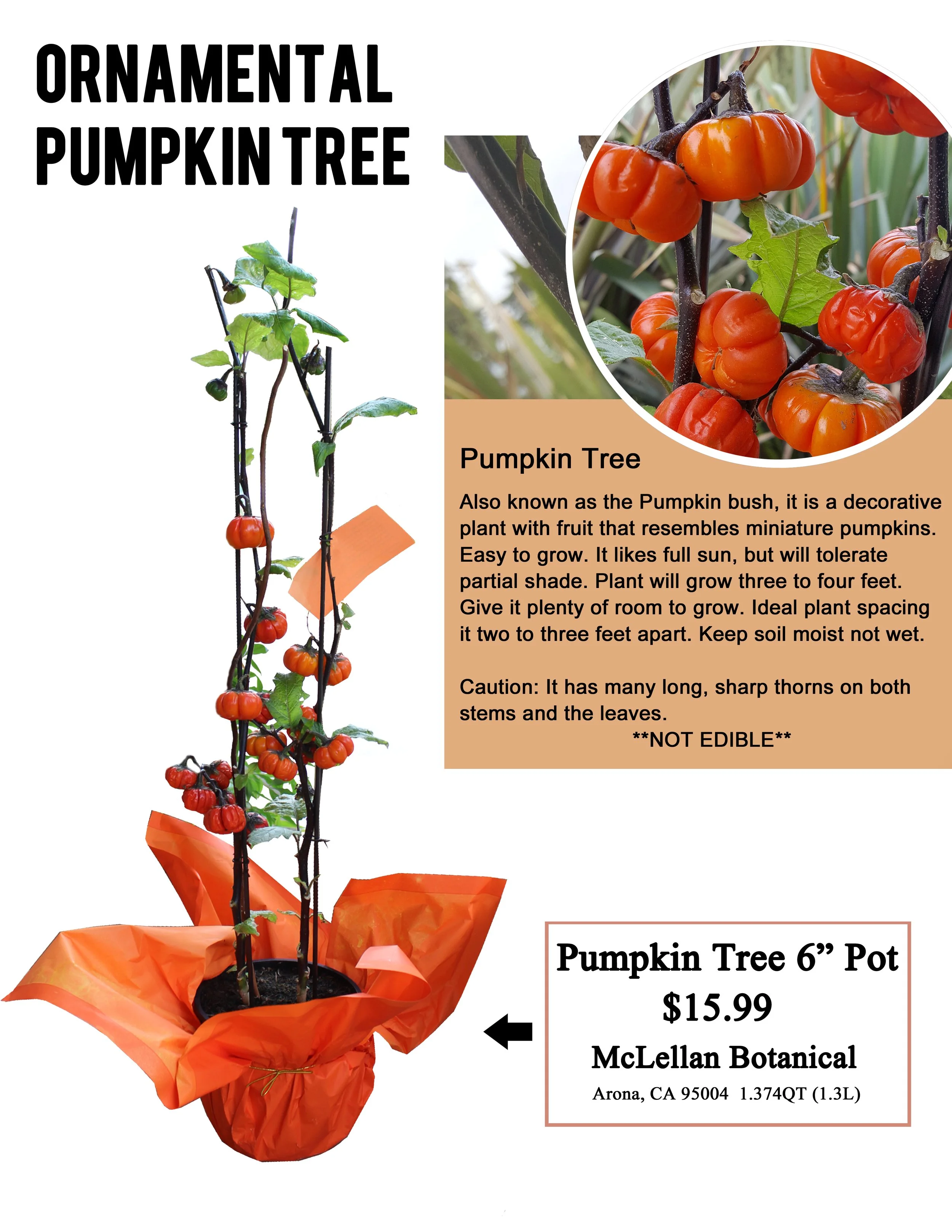 Pumpkin Tree Informational Sheet.jpg