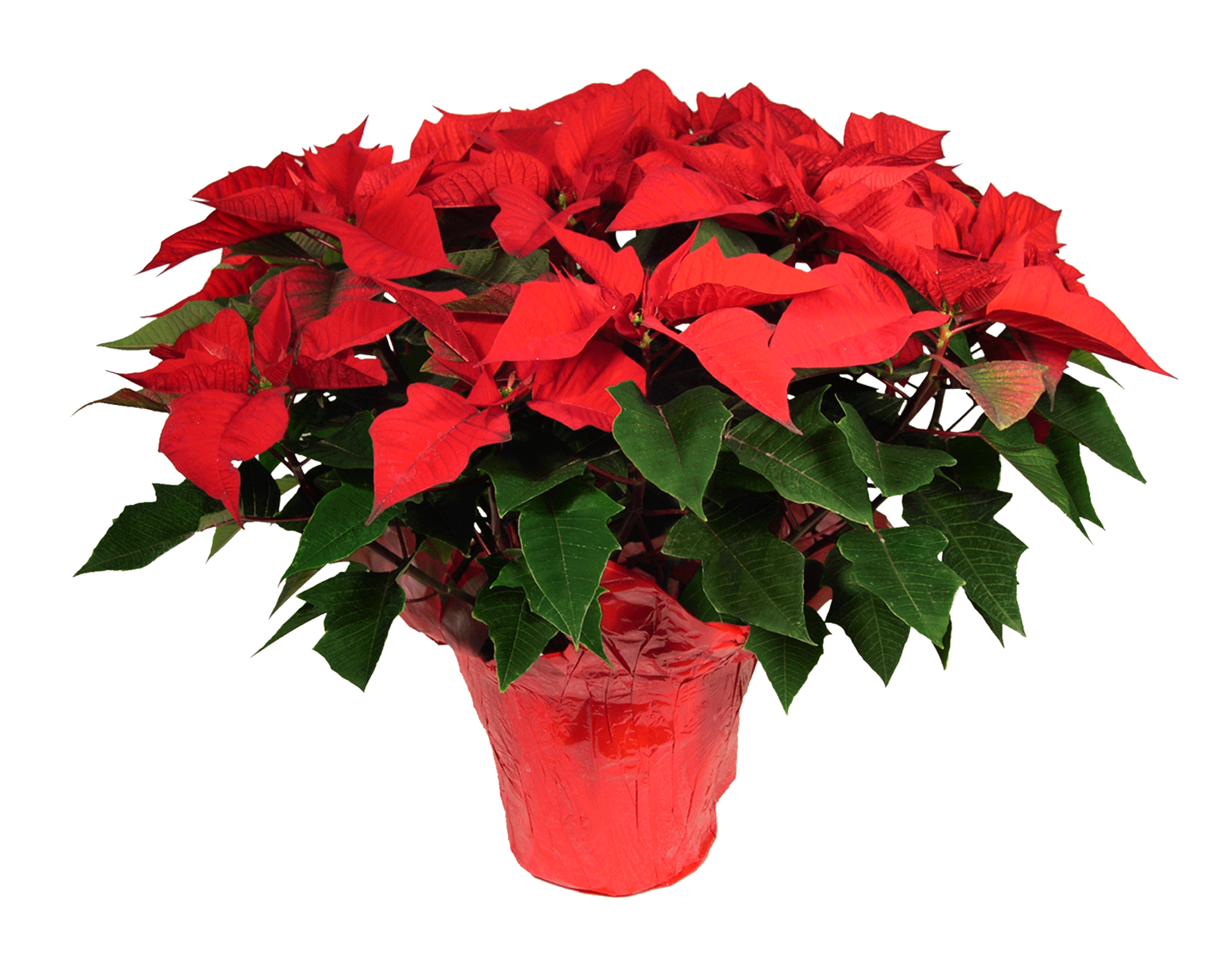 8_Inch_Poinsettia_Freedom_Bright_Red1 - Copy.gif