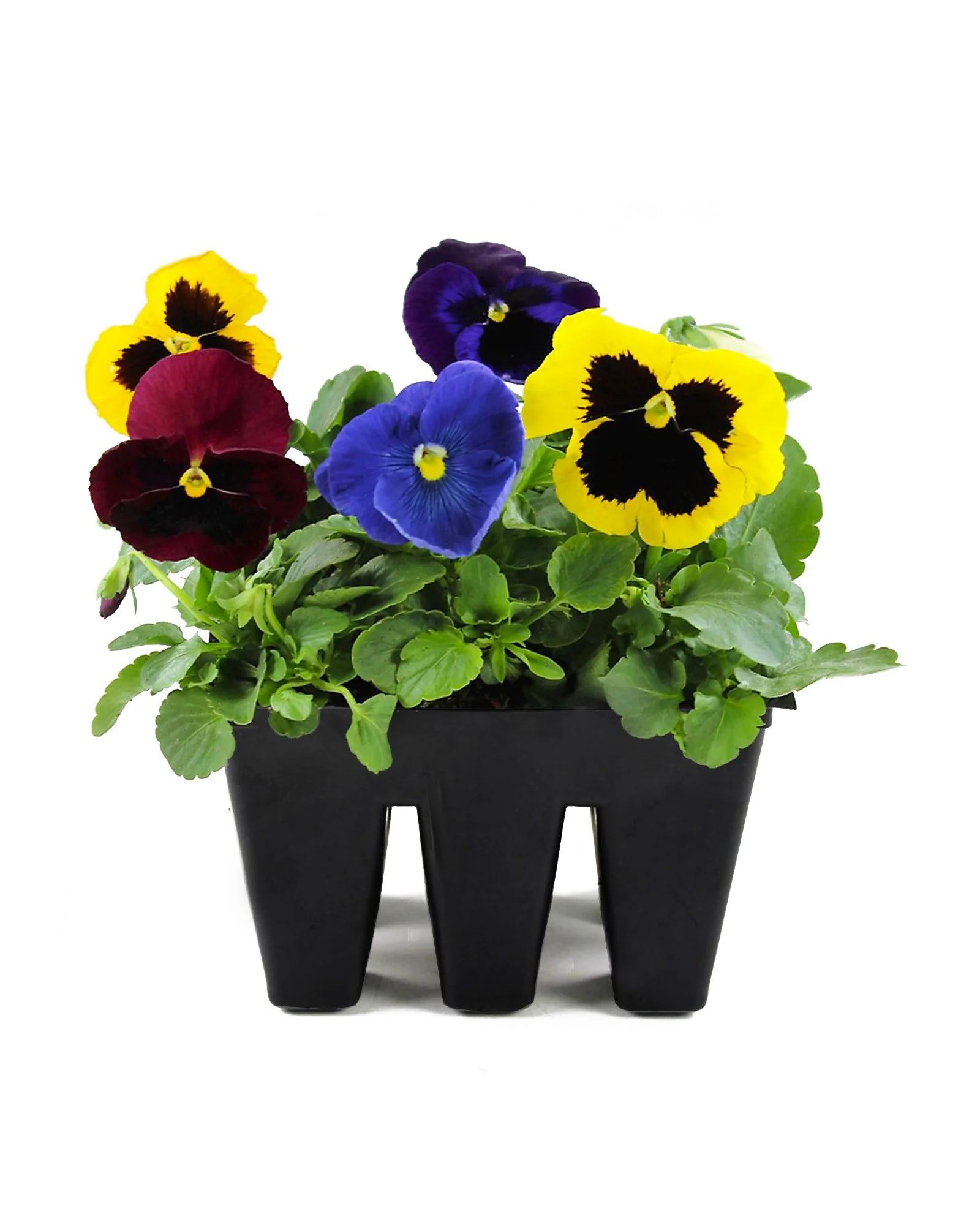 1206_6pack_Pansy.jpg