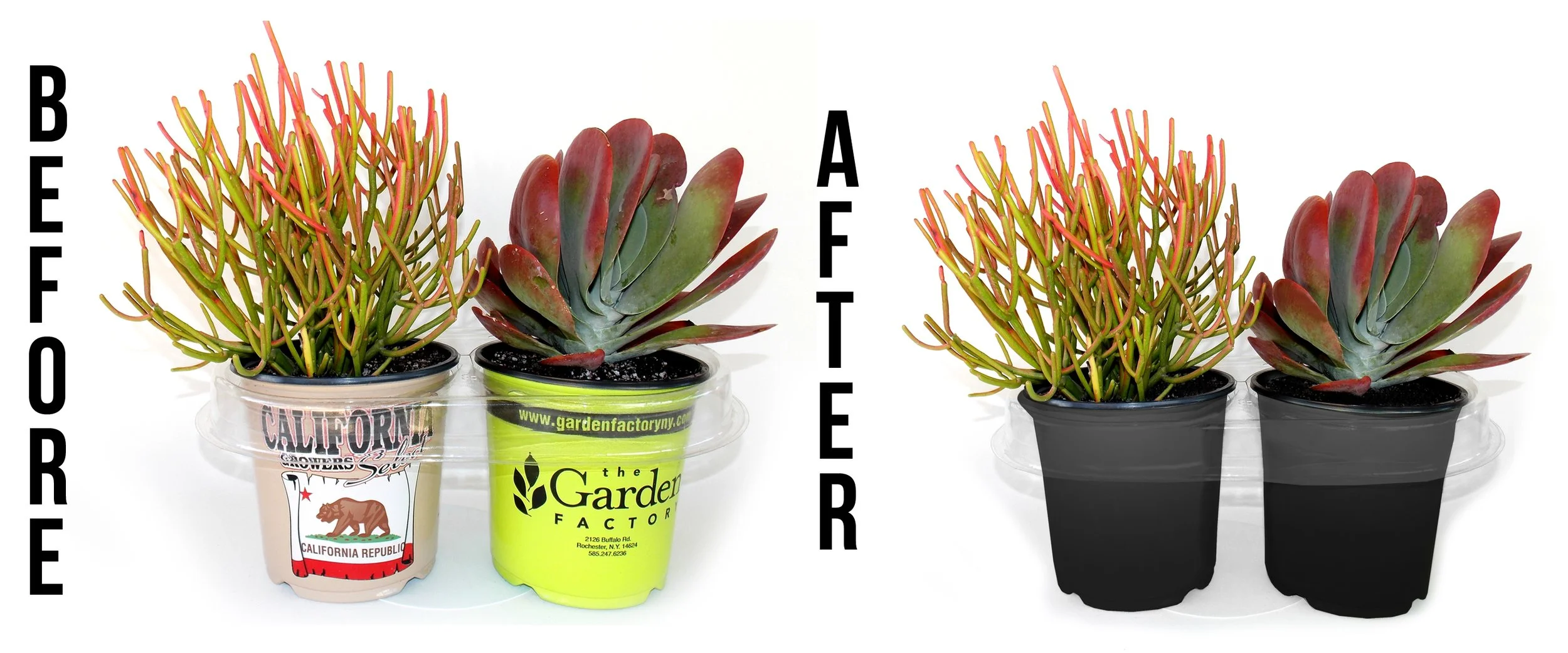 Before and After Pxzxct.jpg