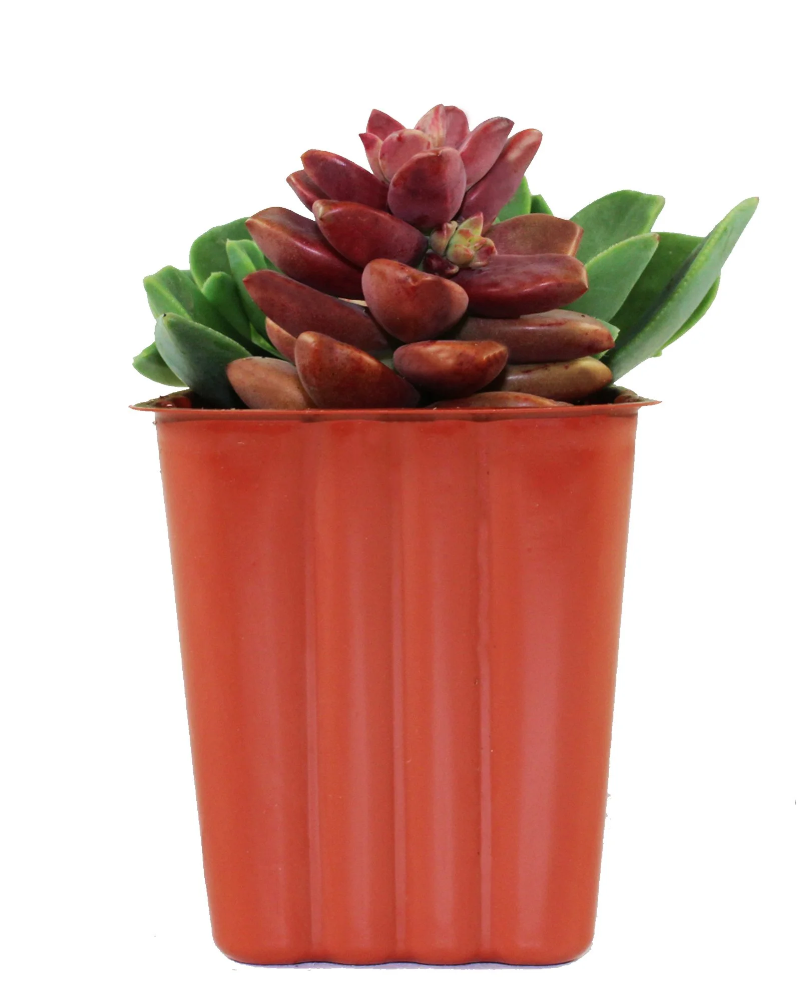 1003_Tray_Succulent_Aeonnium_Individual_Front View.jpg