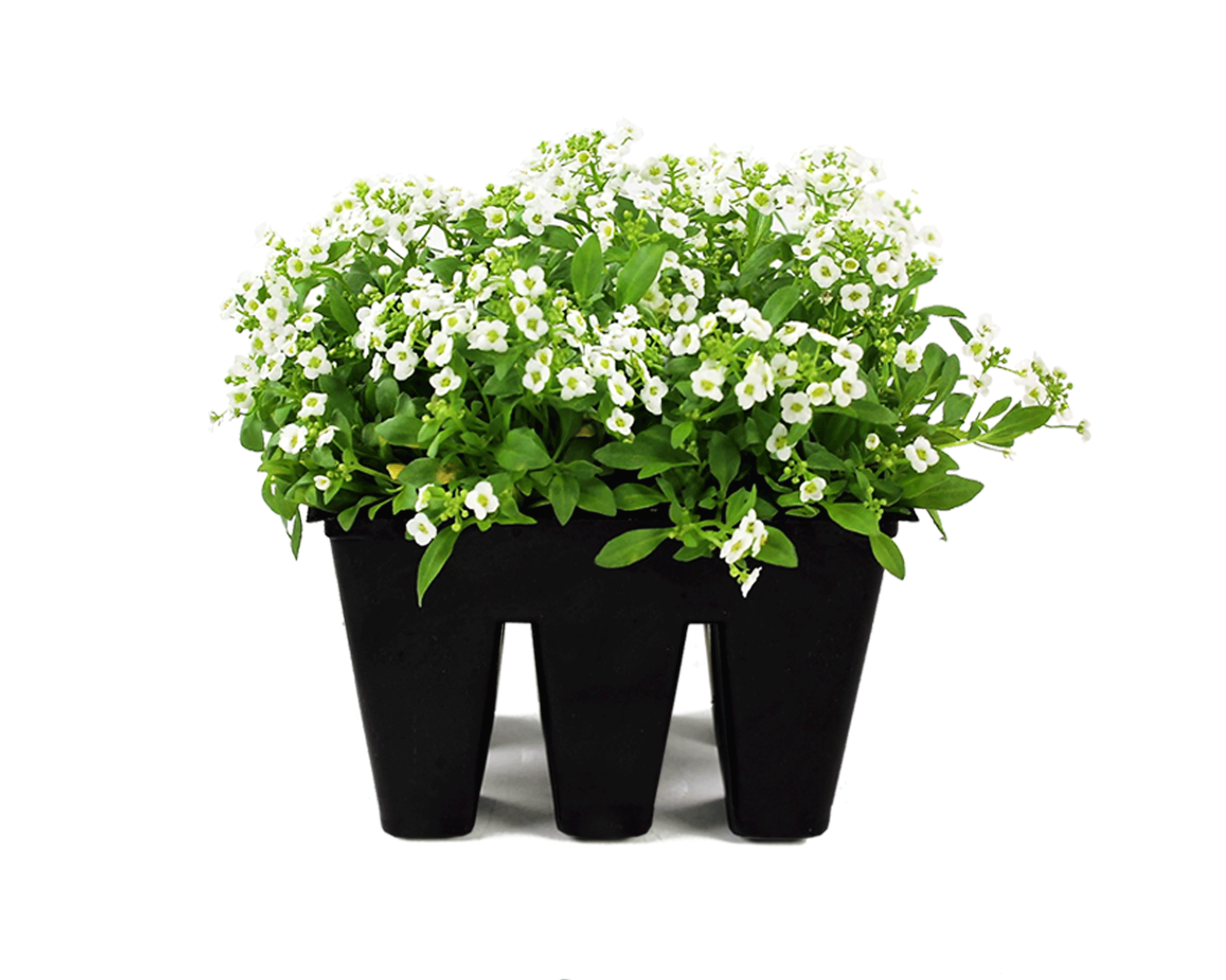 Alyssum_906-Tray.gif