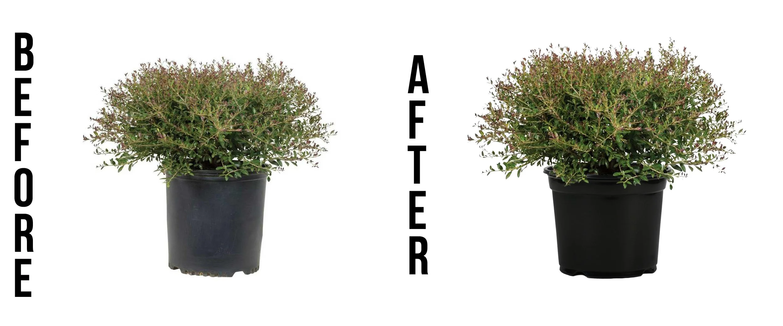 Before and After POt.jpg