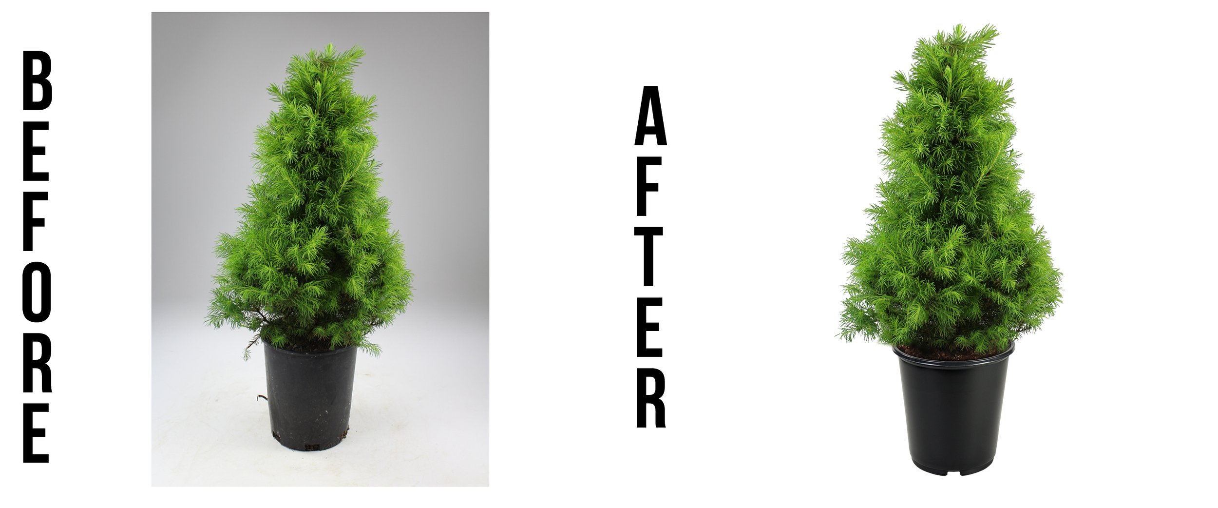 Before and After_Spruce.jpg