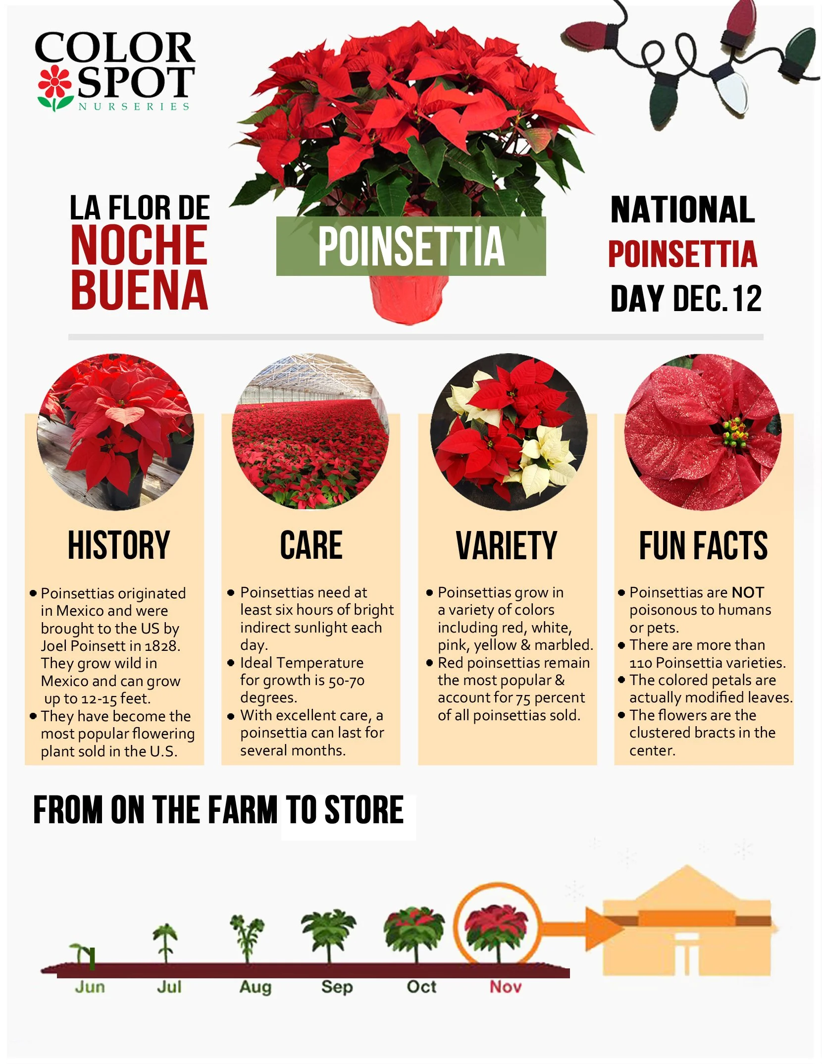 Poinsettia Info Sheet.jpg