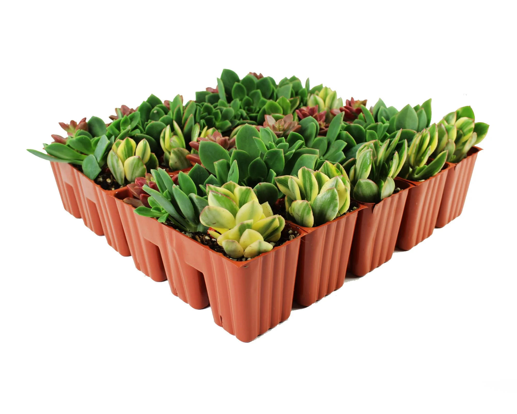 1003_Tray_Succulent_Aeonnium_Full Tray_Angle.jpg