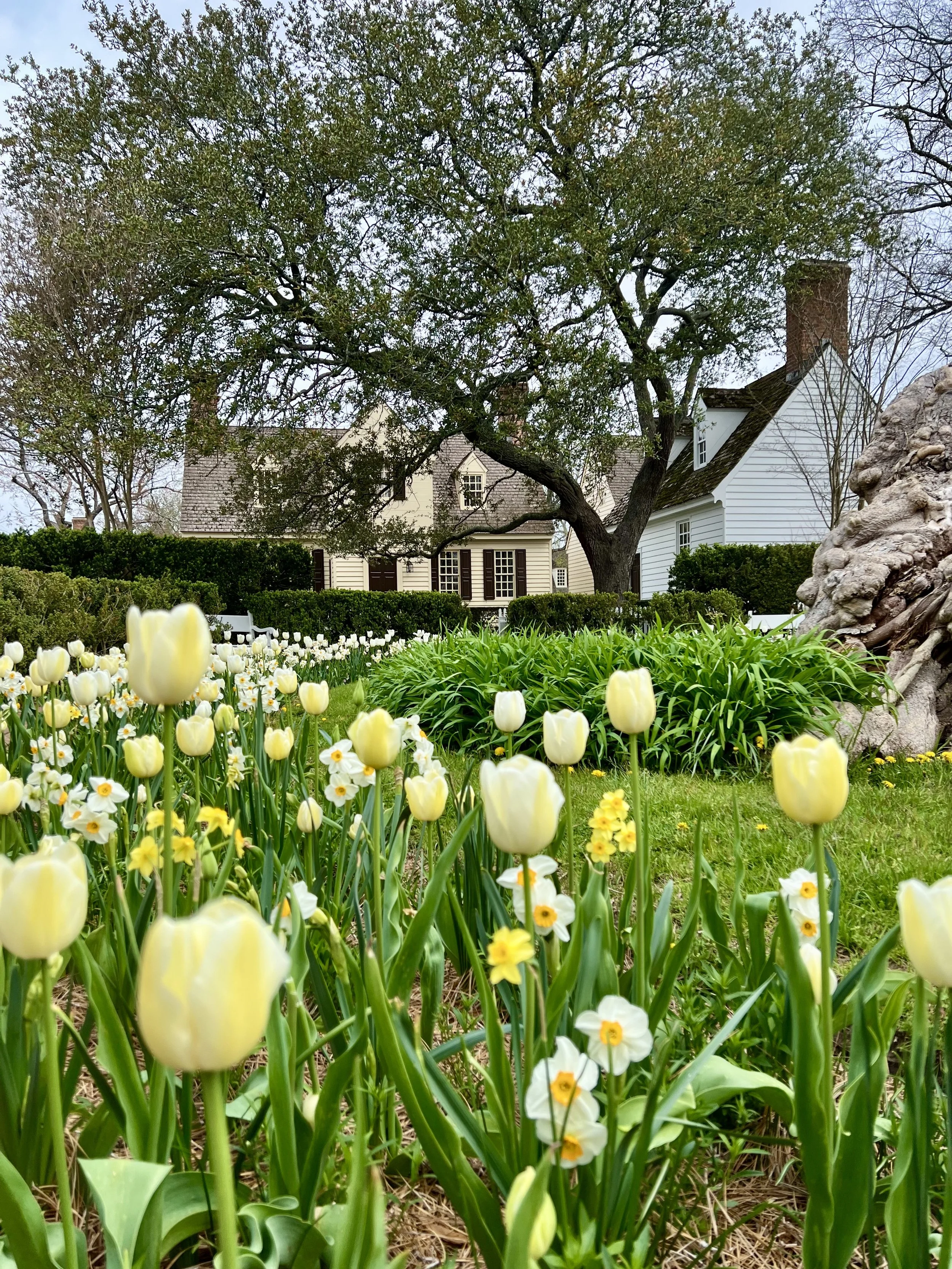 The seasonal beauty of Colonial Williamsburg reflects the hard work of its gardeners.