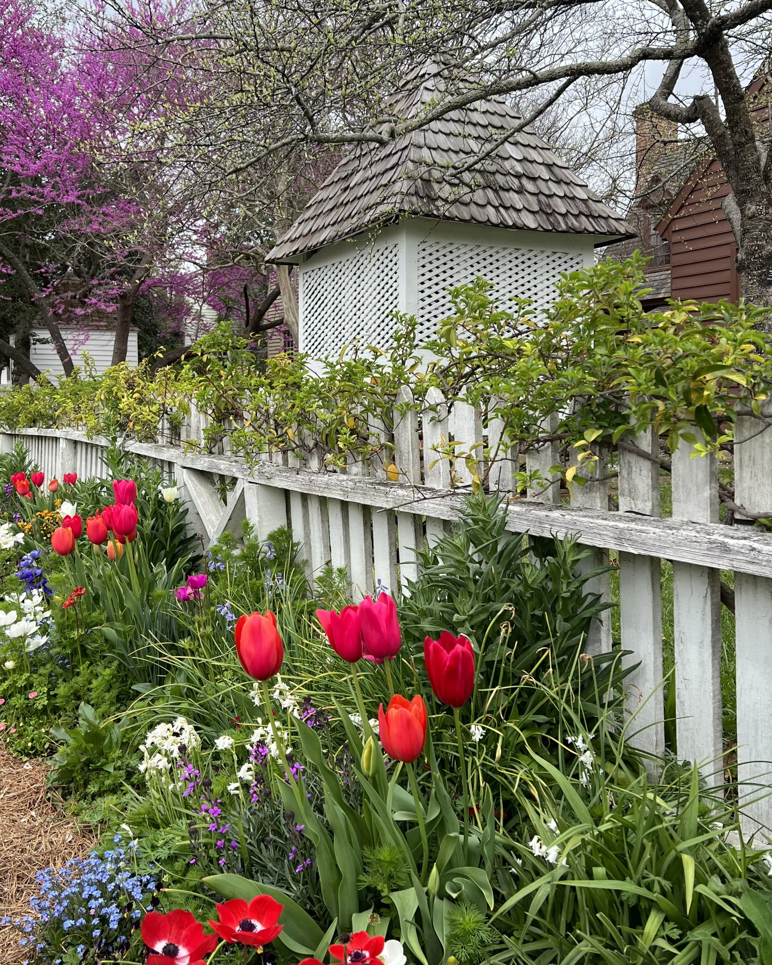 The seasonal evolution of gardens highlights the historic architecture of Colonial Williamsburg.