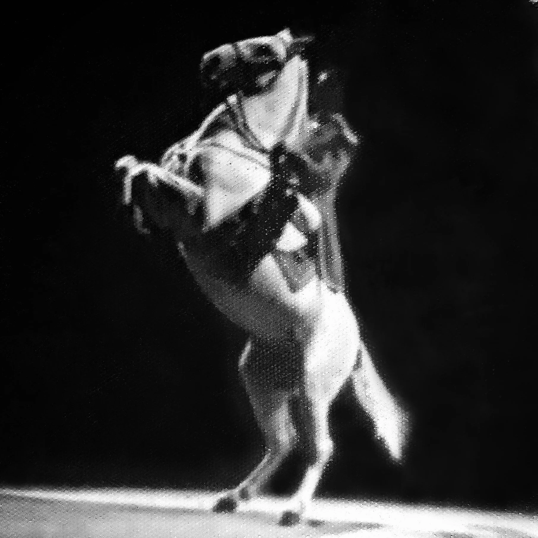 Royal Lippizans - Pluto Garlana 