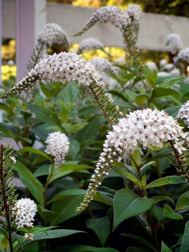 Garden Planting: The gardens of Woodlawn are based on contemporary gardening manuals of their time.