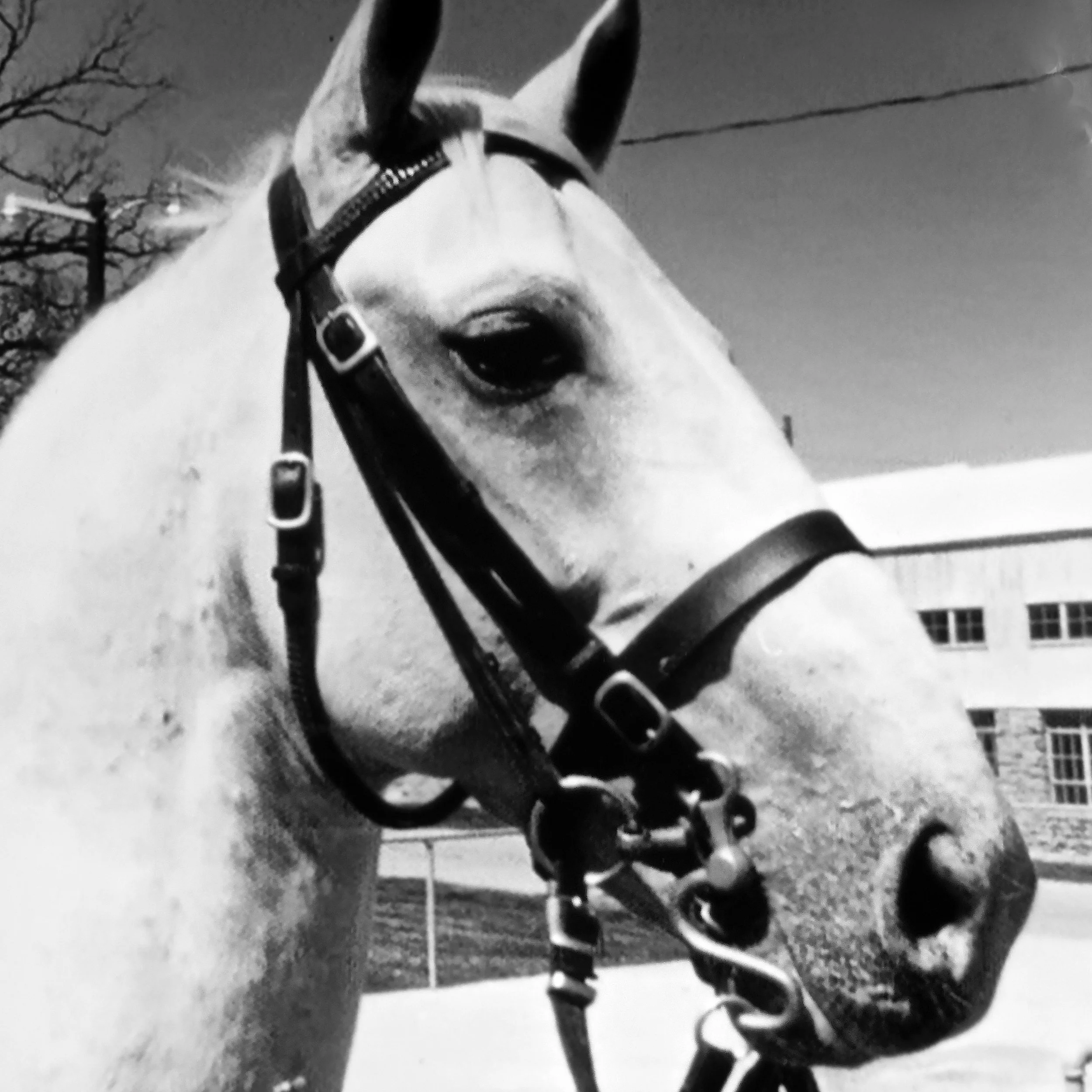 Royal Lippizans - Pluto Garlana