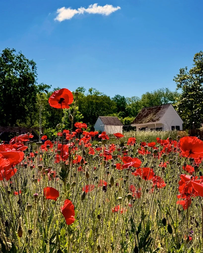 Colonial Williamsburg's seasonal flowering charm includes the element of organic wildness that contrasts beautifully with its formal gardens.