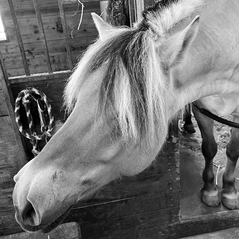 Maryland Therapeutic Riding_2022