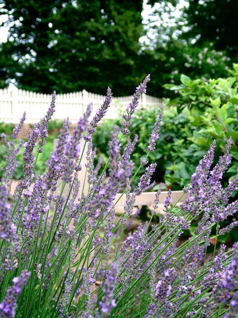Lower Garden: Martha Washington oversaw the kitchen garden (Lower Garden), allowing her to keep fruits and vegetables on the table year-round..