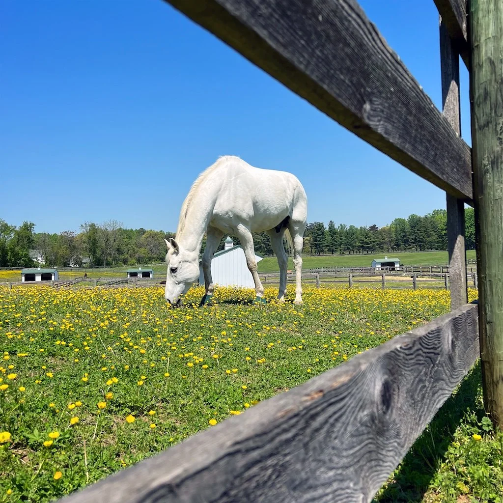 Maryland Therapeutic Riding_2023