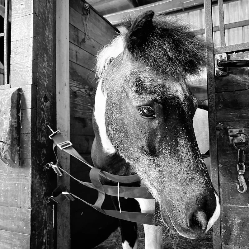 Maryland Therapeutic Riding_2022