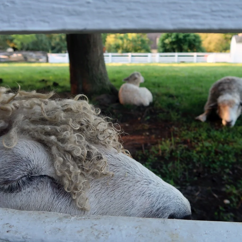 3. Sleeping Lambs CWB 7-3-21.jpg
