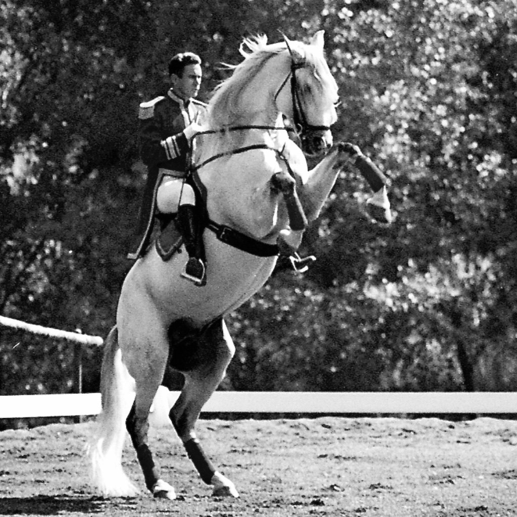 Royal Lippizans - Conversano Covina