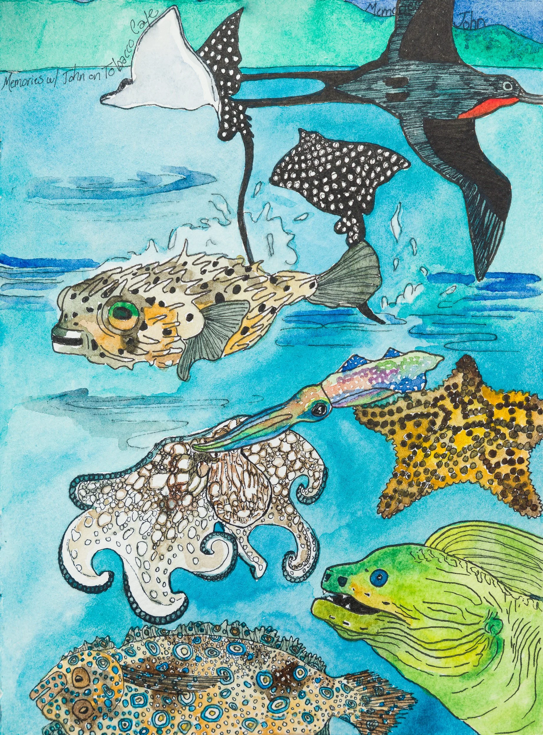 Atlantic Caribbean Sea Life