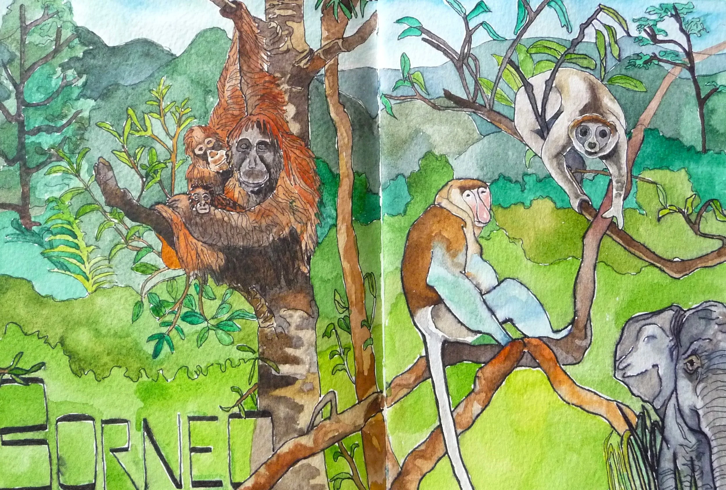 Borneo Forest Animals