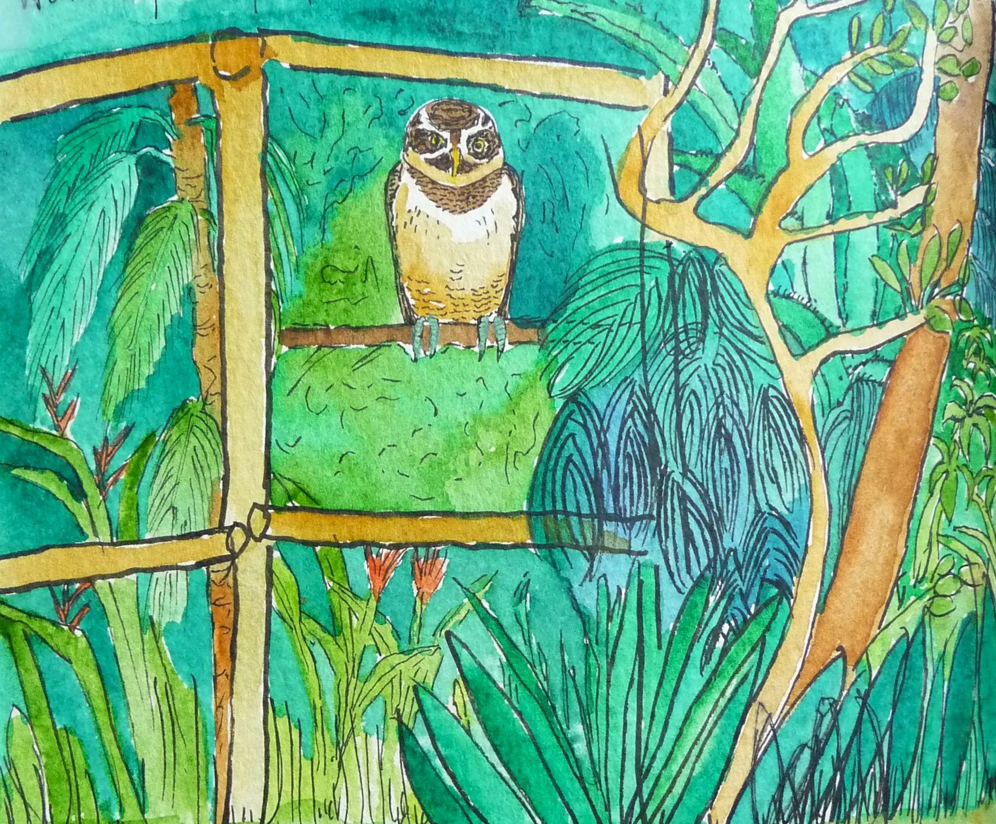 Central American Pygmy Owl on Watch