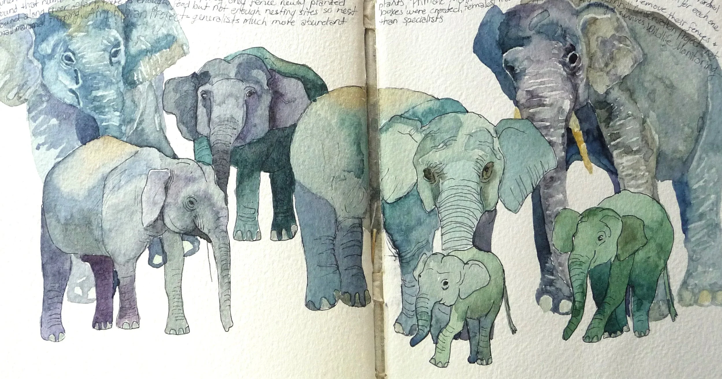 Borneo Pygmy Elephants