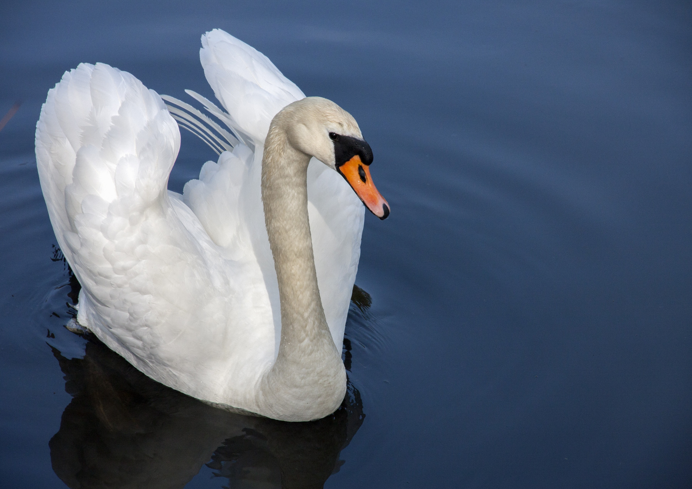 A white swan swimming in dark blue water with its wings partially raised.