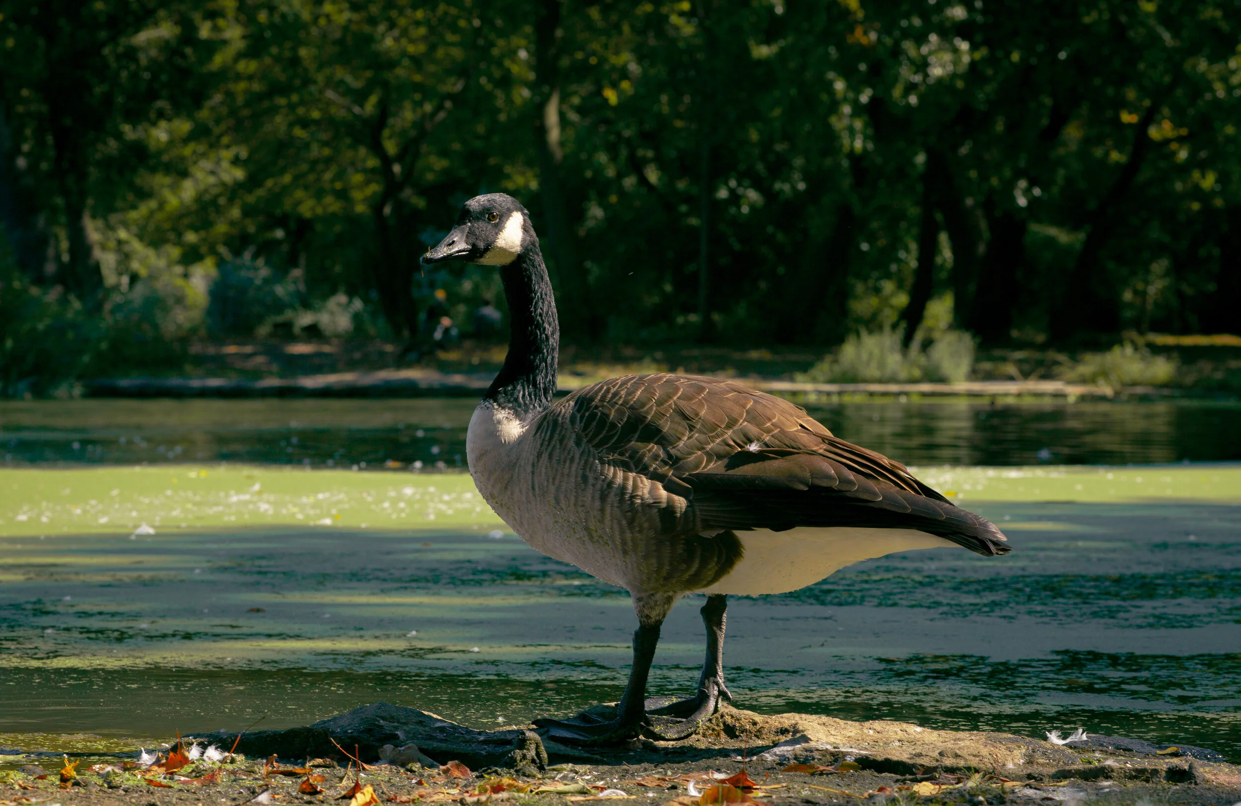 6685 Paper Geese sound pickup.jpg
