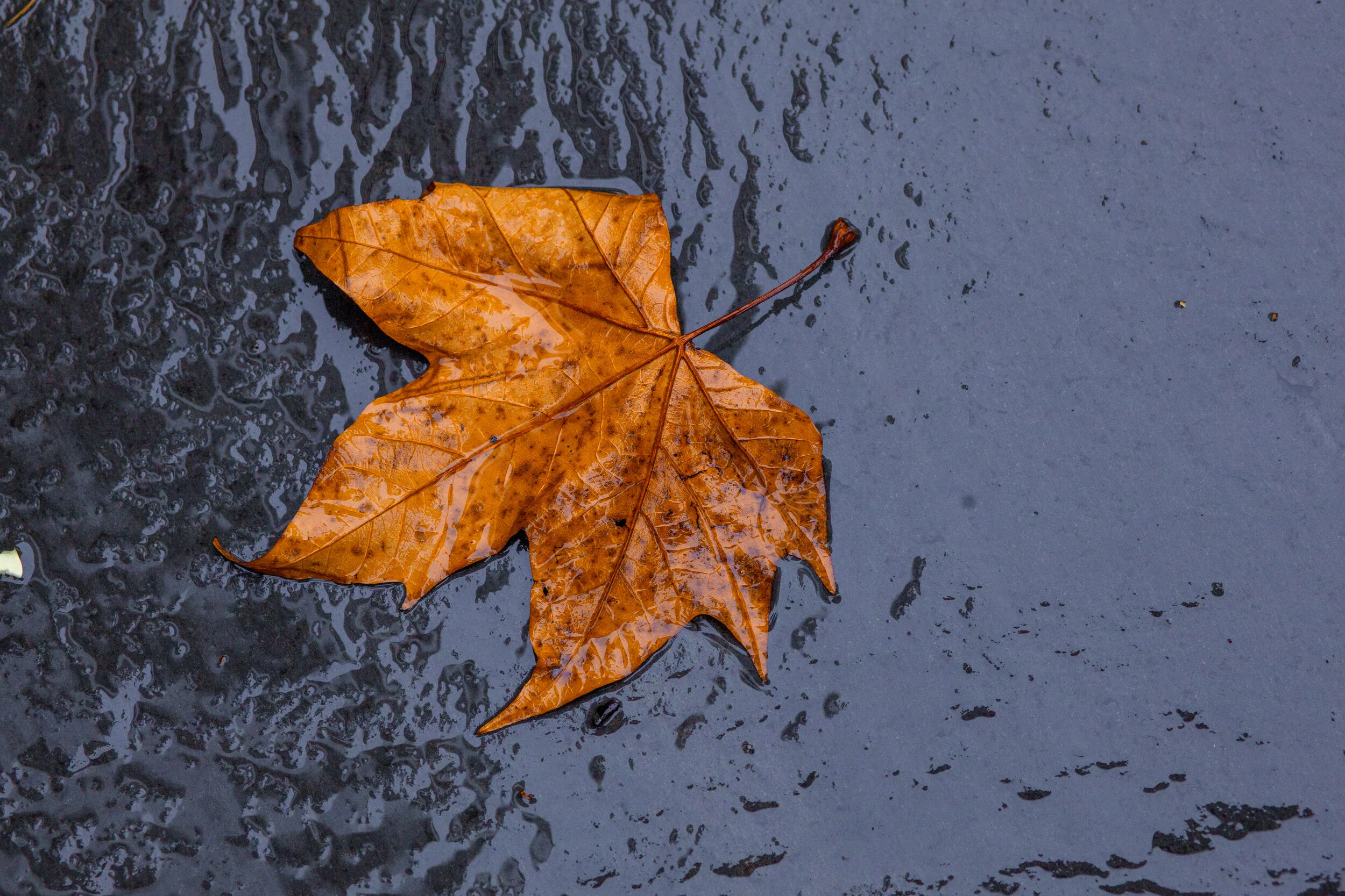 2278 18 Rainy Oakland leaf.jpg