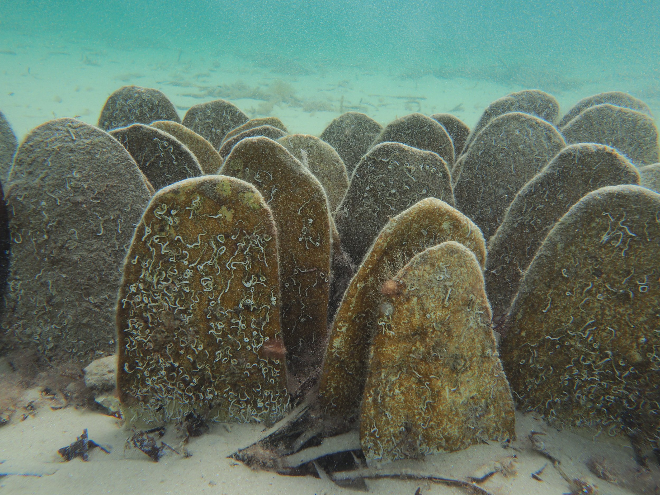 Ceramic Razor Fish Shell Forms In marine environment Kangaroo Island SA - Image Brodie Philp
