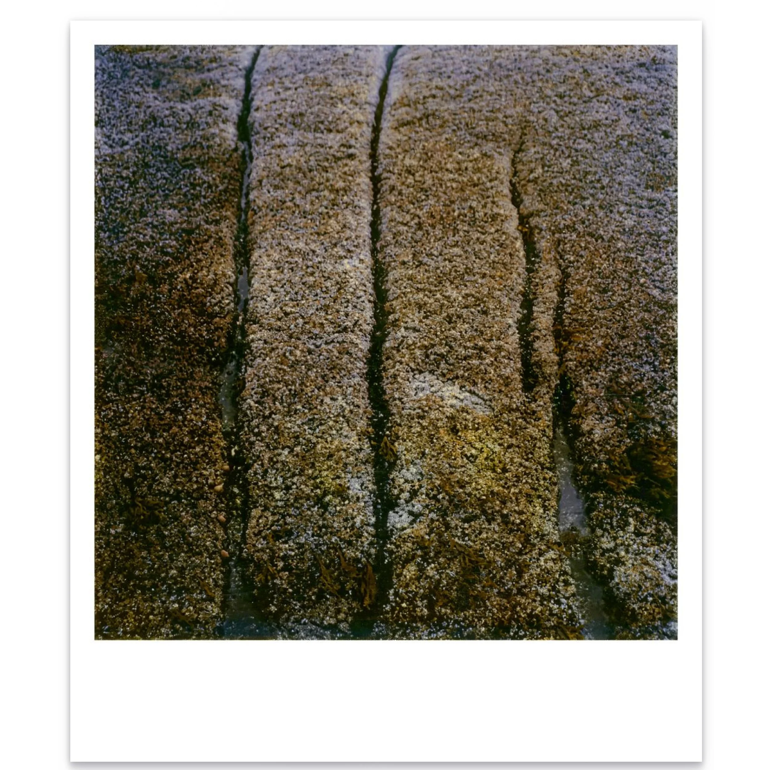  Untitled 30x36 inches | 1989  