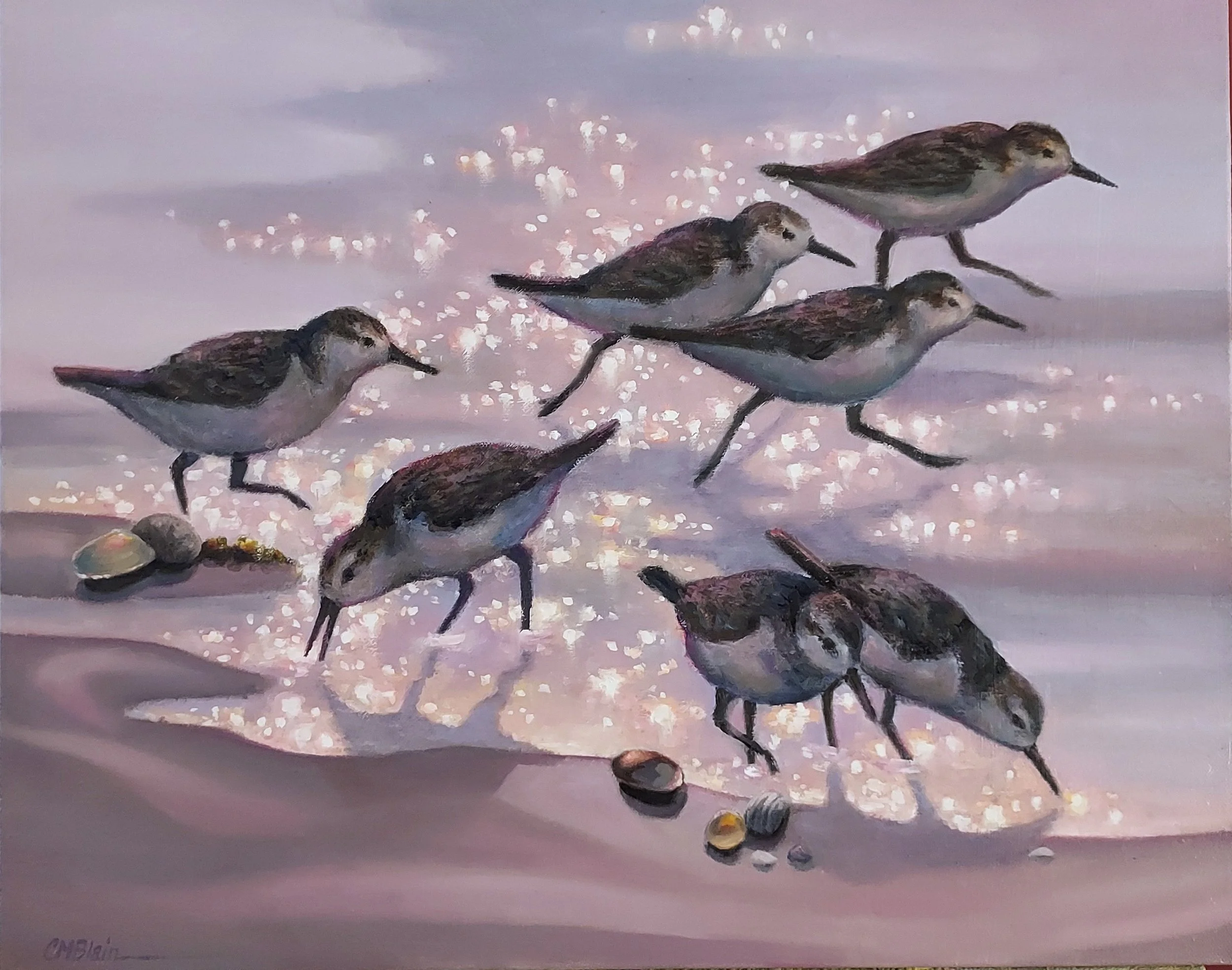 Sanderlings