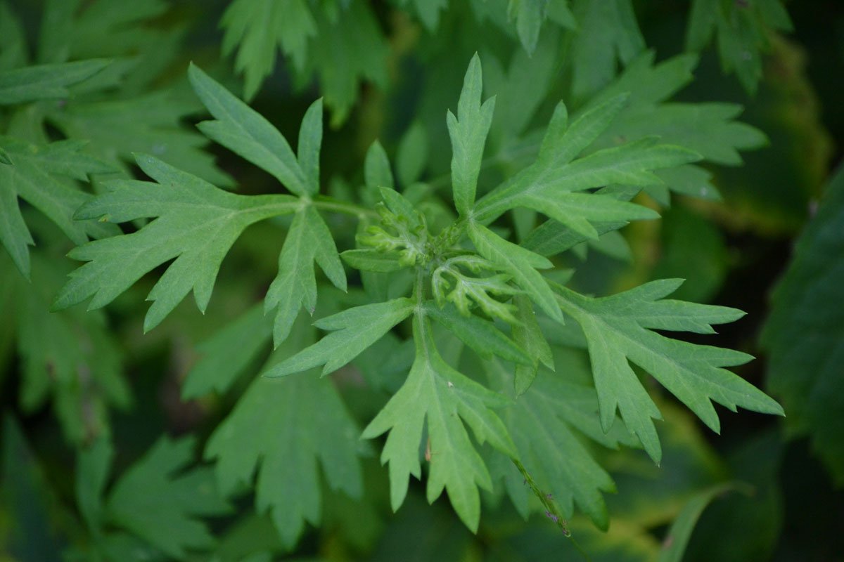 Mugwort_JM-1.jpeg