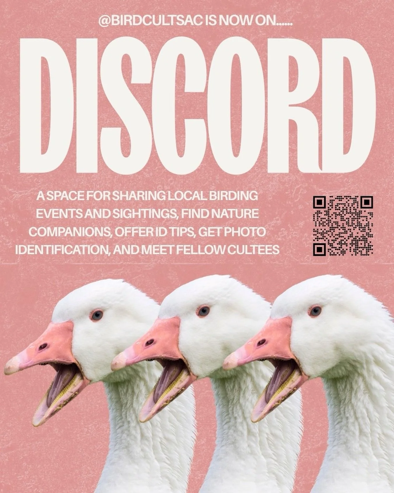Howdy👋 This is @yeekaychan , cult leader of @birdcultsac ! As we're slowly inching our way into Fall Migration season, Bird Cult Sac will be trying something new... by opening up a Discord! I've been seeing many lovely returning faces at our events 