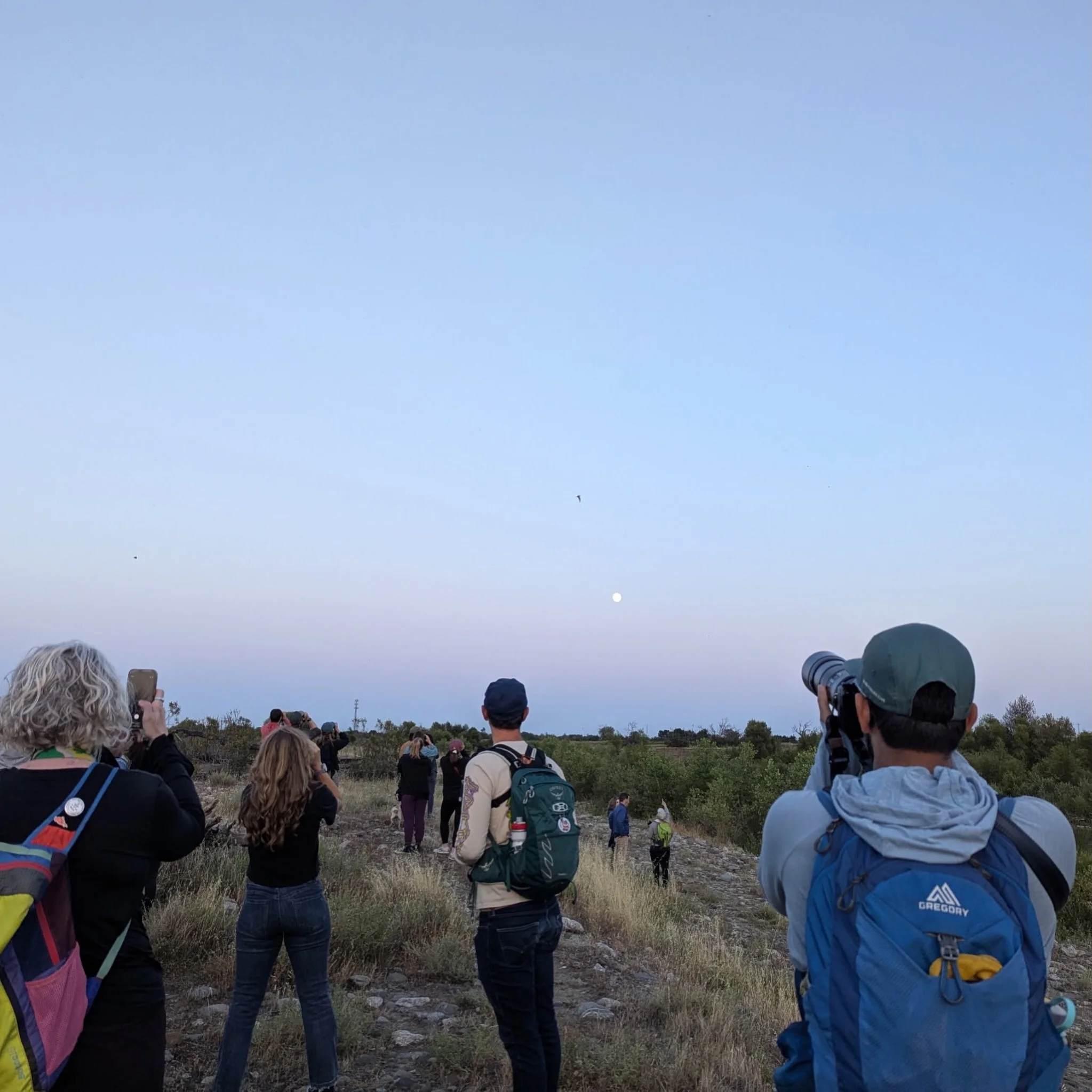 Lesser Nighthawk watch at Capay Open Space Park tonight 🌙 the reality was that Nighthawk Watch doubled as Moon Watch and Beaver Watch 👀