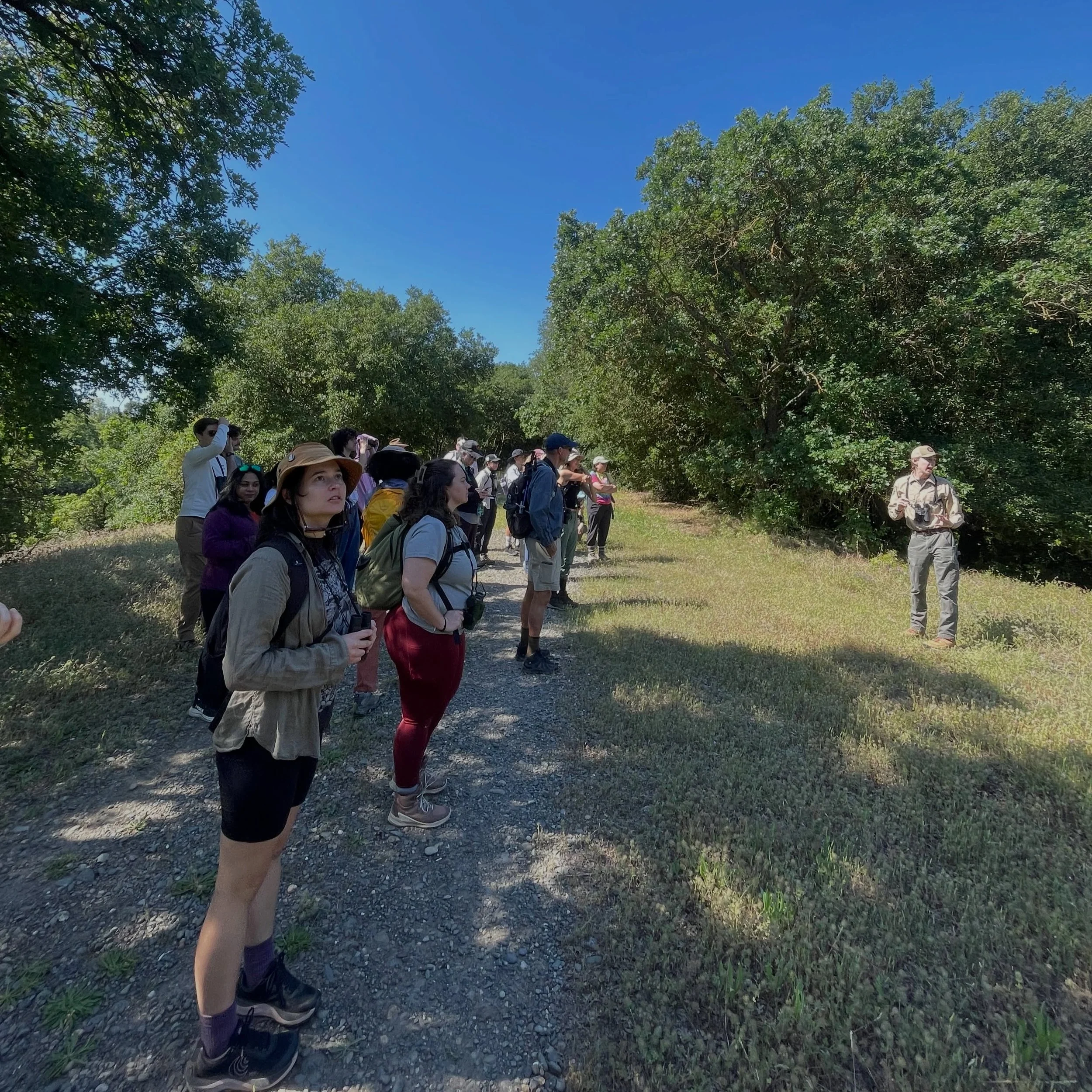 Birders on the prowl through the oaks 🌳🌳🌳