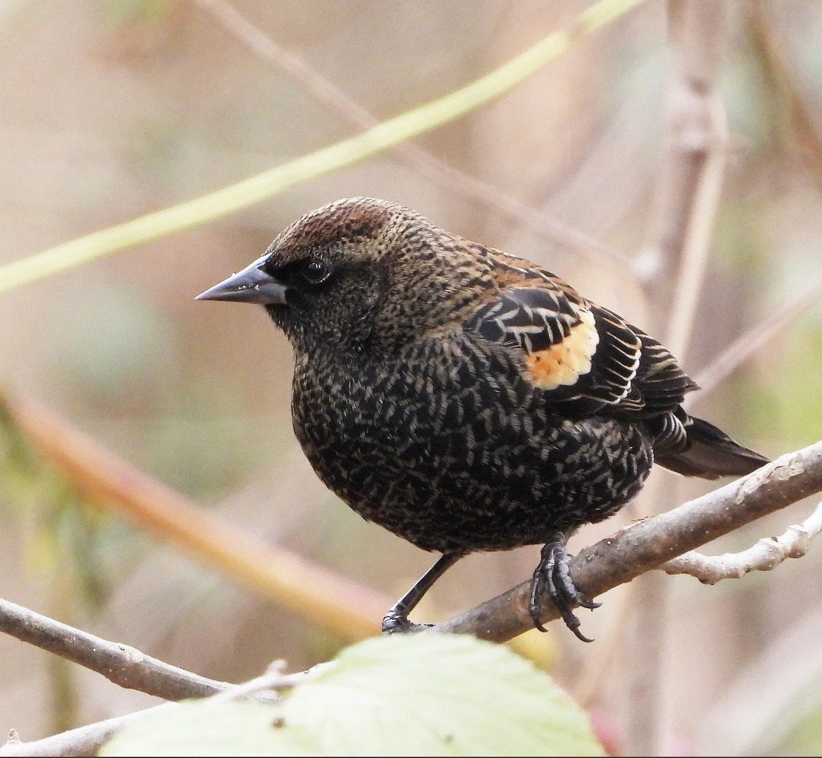 Red-winged Blackbird