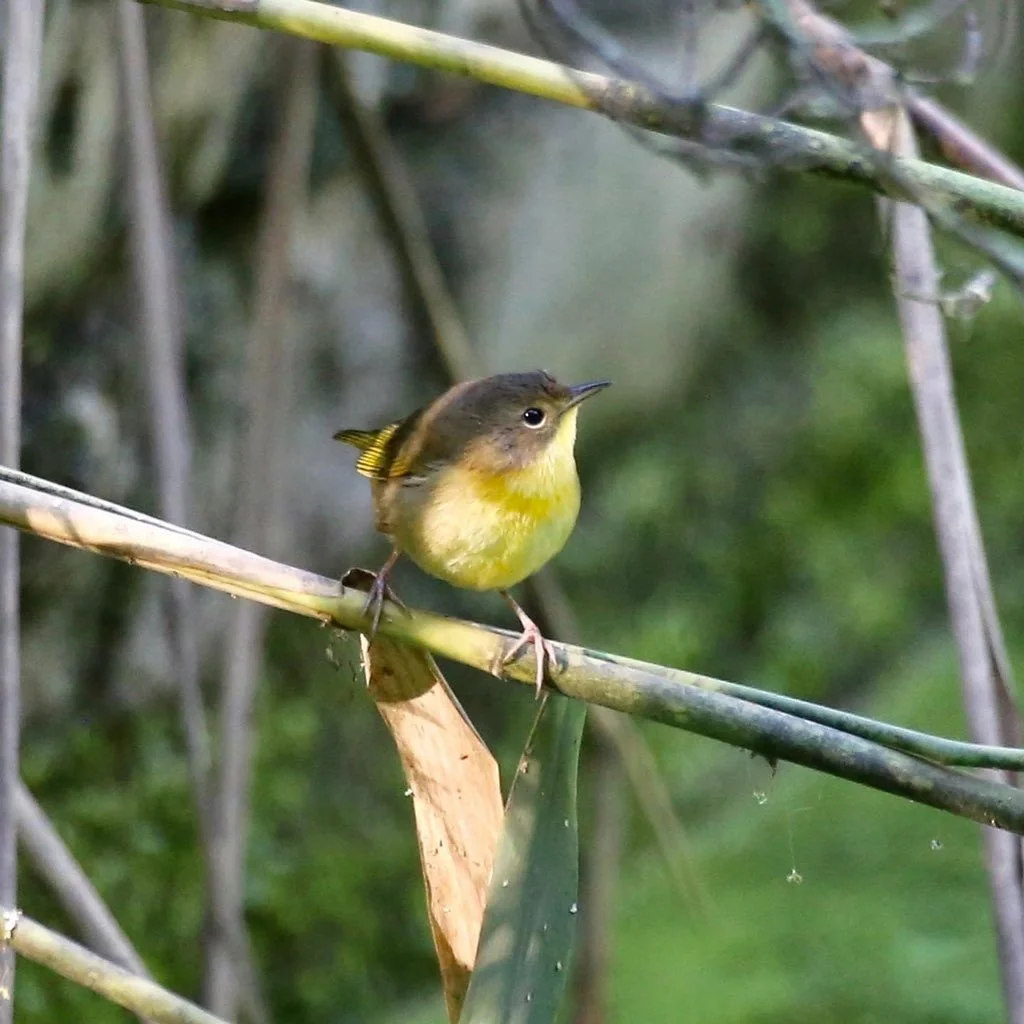 Common Yellowthroat